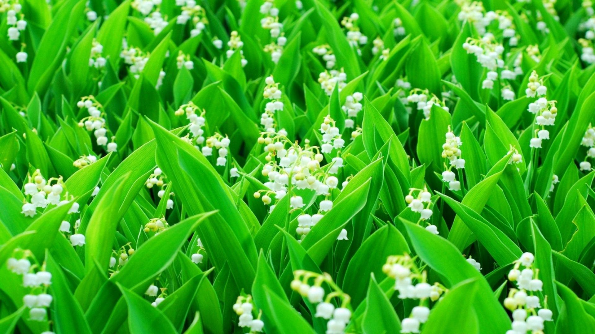 Handy-Wallpaper Blumen, Blume, Erde/natur kostenlos herunterladen.