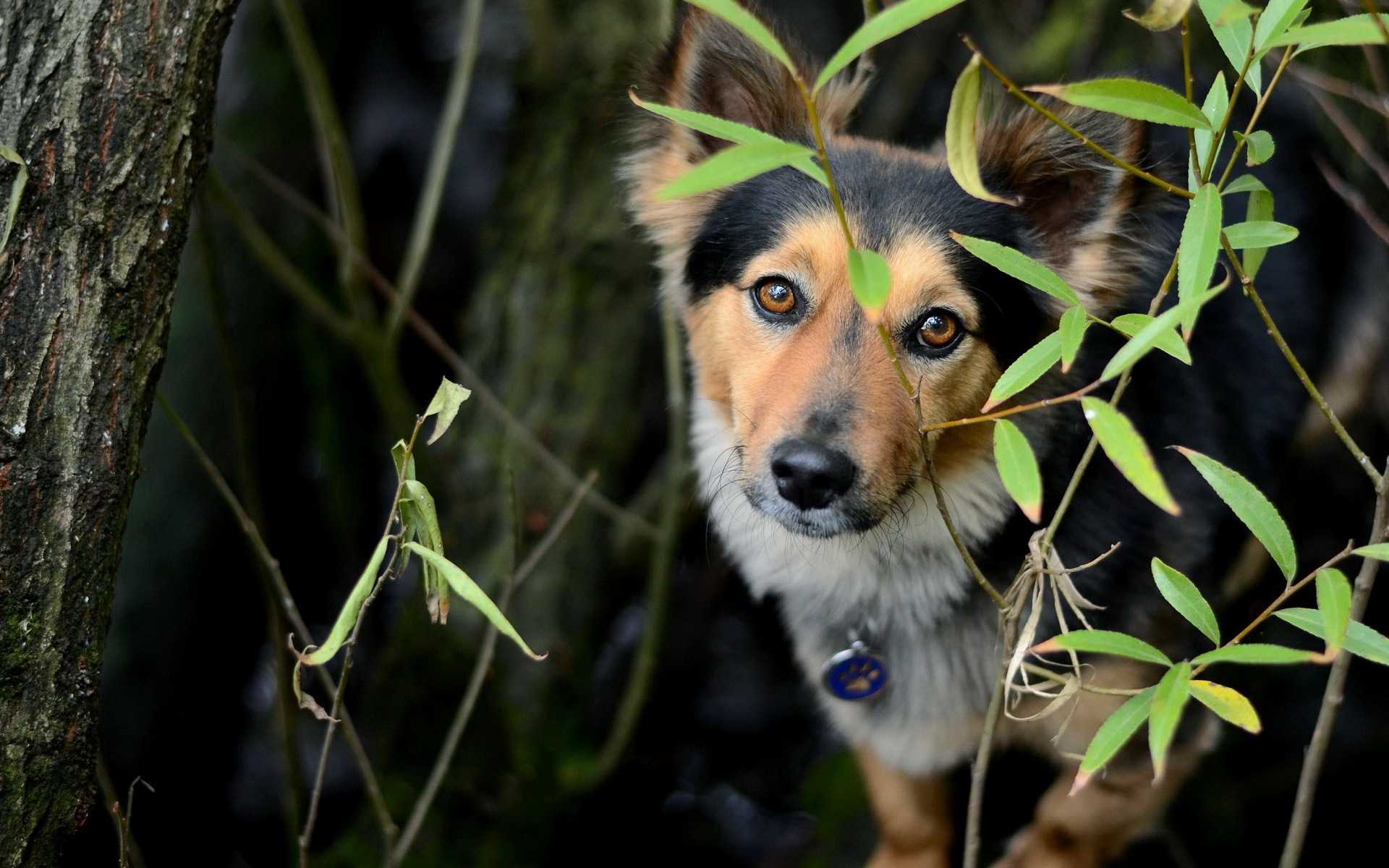 Handy-Wallpaper Hunde, Hund, Tiere kostenlos herunterladen.