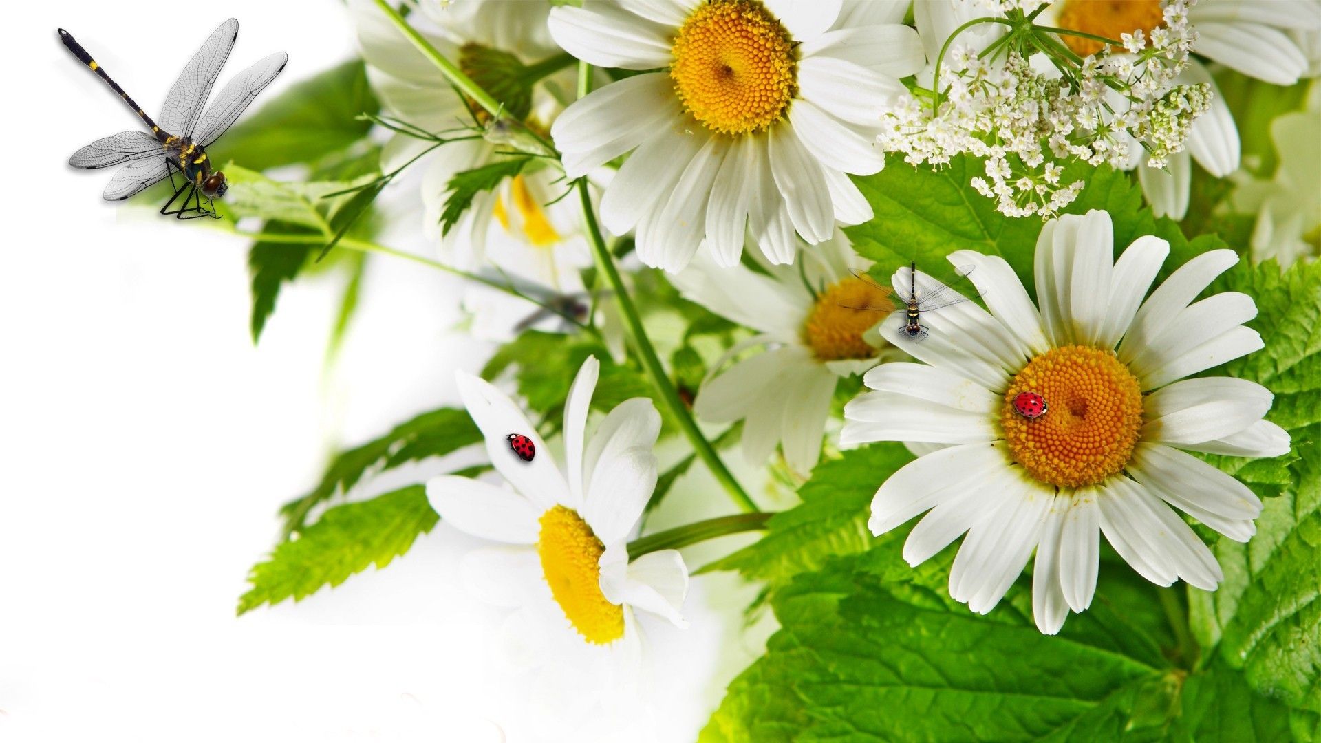 Free download wallpaper Flowers, Earth, Chamomile, Daisy on your PC desktop