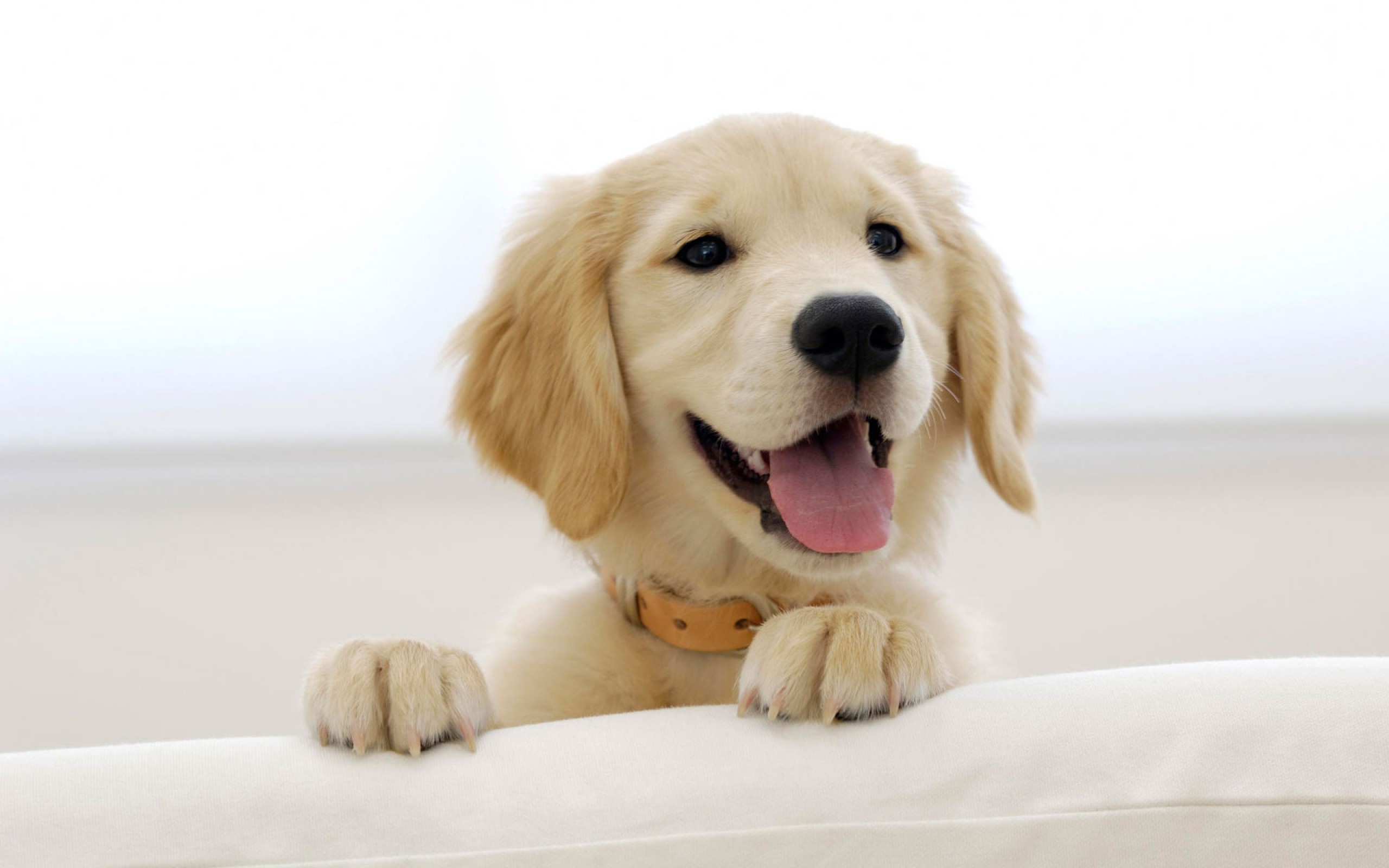Handy-Wallpaper Golden Retriever, Hunde, Tiere kostenlos herunterladen.