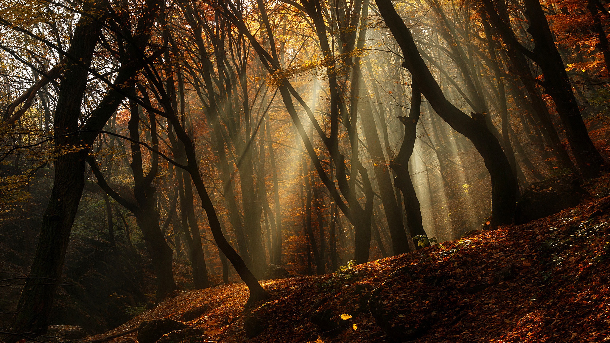 Download mobile wallpaper Nature, Forest, Tree, Fall, Earth, Sunbeam for free.