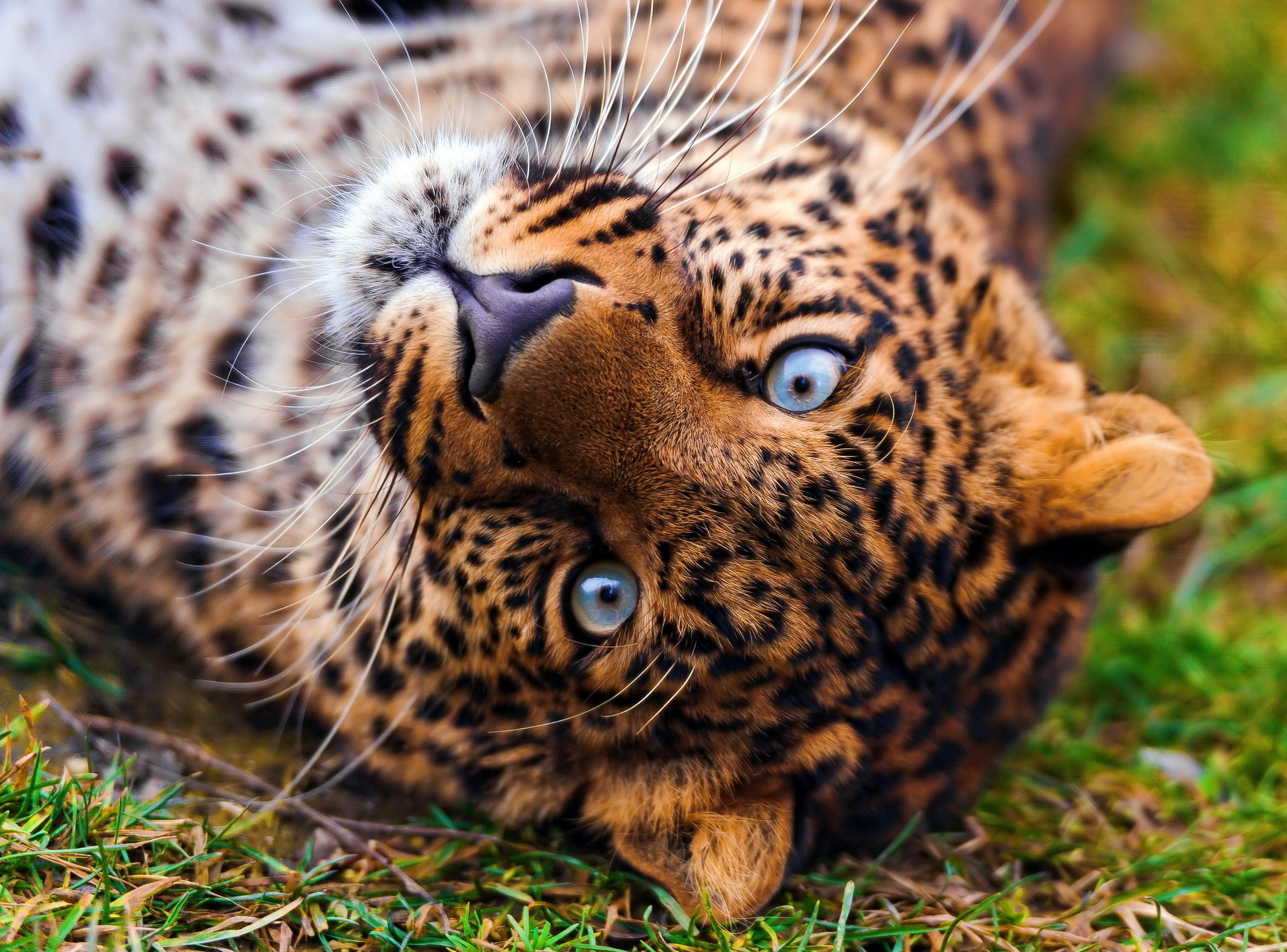 Descarga gratis la imagen Animales, Gatos, Leopardo en el escritorio de tu PC