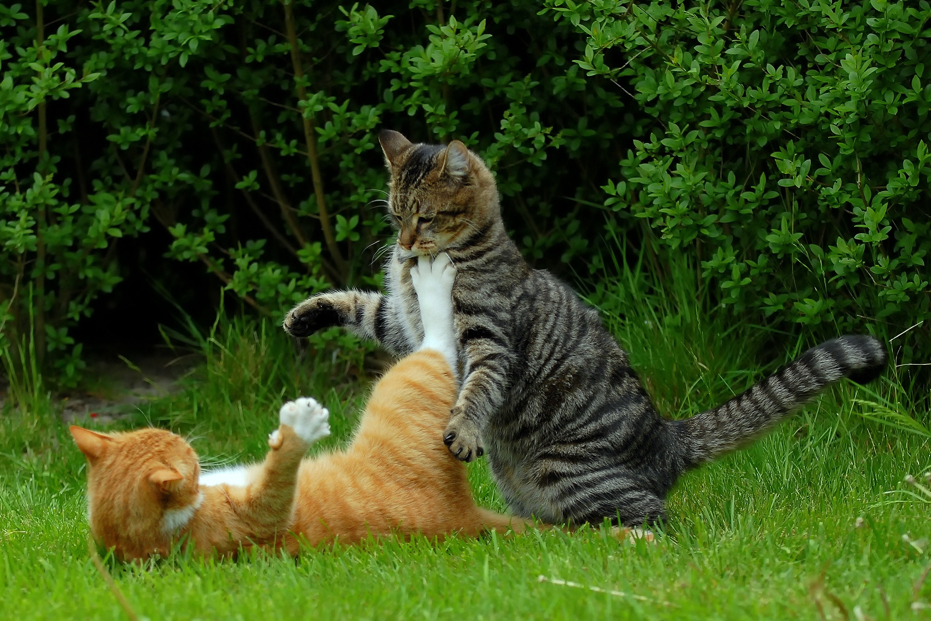 Download mobile wallpaper Playful, Animals, Grass, Pair, Couple, Cats for free.