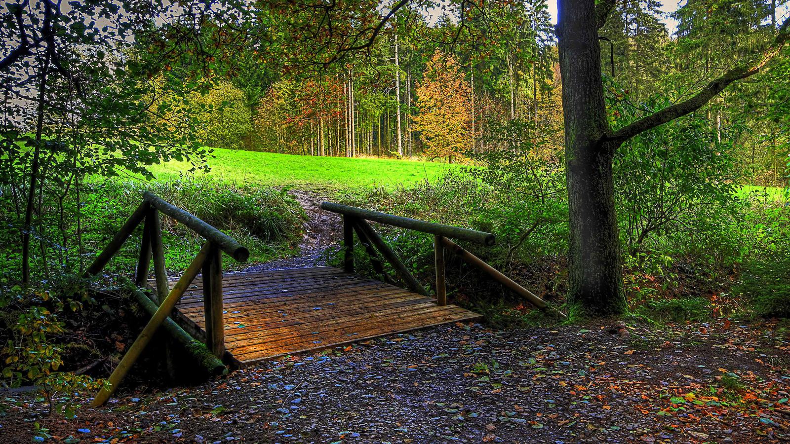 Handy-Wallpaper Brücke, Brücken, Menschengemacht, Wald kostenlos herunterladen.