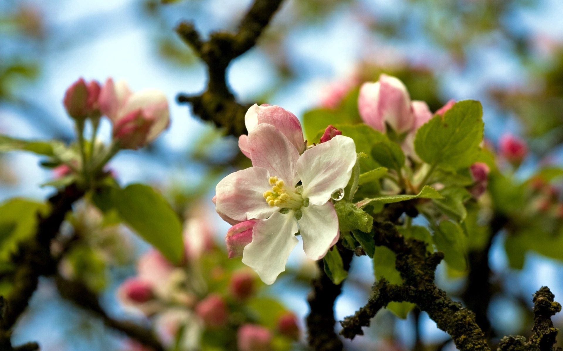 Baixe gratuitamente a imagem Macro, Madeira, Árvore, Galhos, Ramos, Florescer, Floração na área de trabalho do seu PC