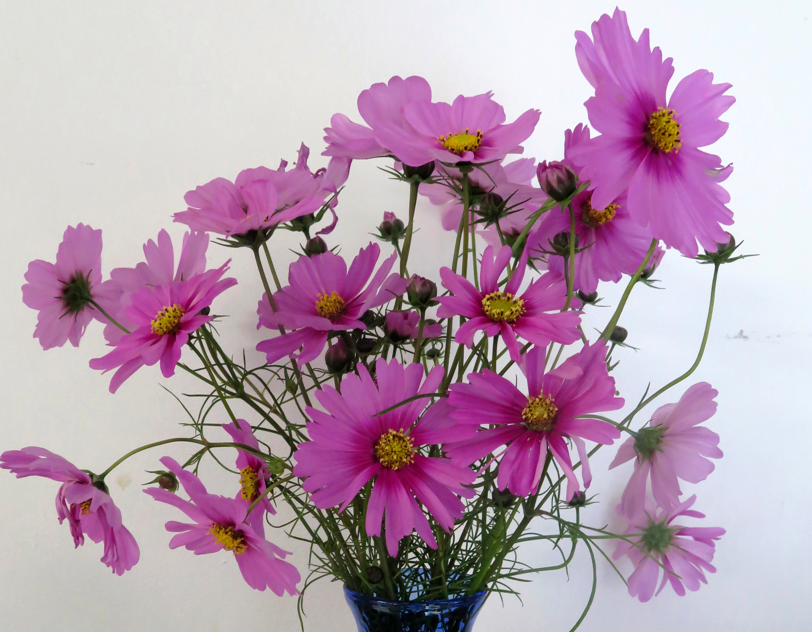 Laden Sie das Blume, Erde, Menschengemacht, Pinke Blume, Kosmeen-Bild kostenlos auf Ihren PC-Desktop herunter