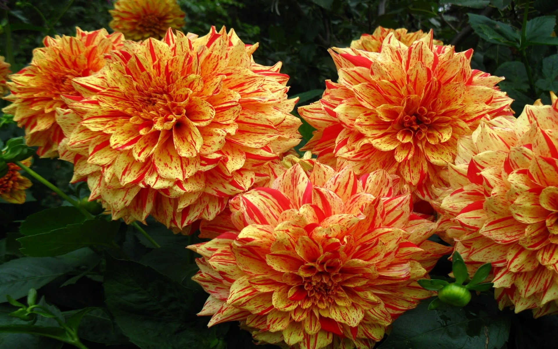 Free download wallpaper Flowers, Flower, Earth, Dahlia, Orange (Color) on your PC desktop