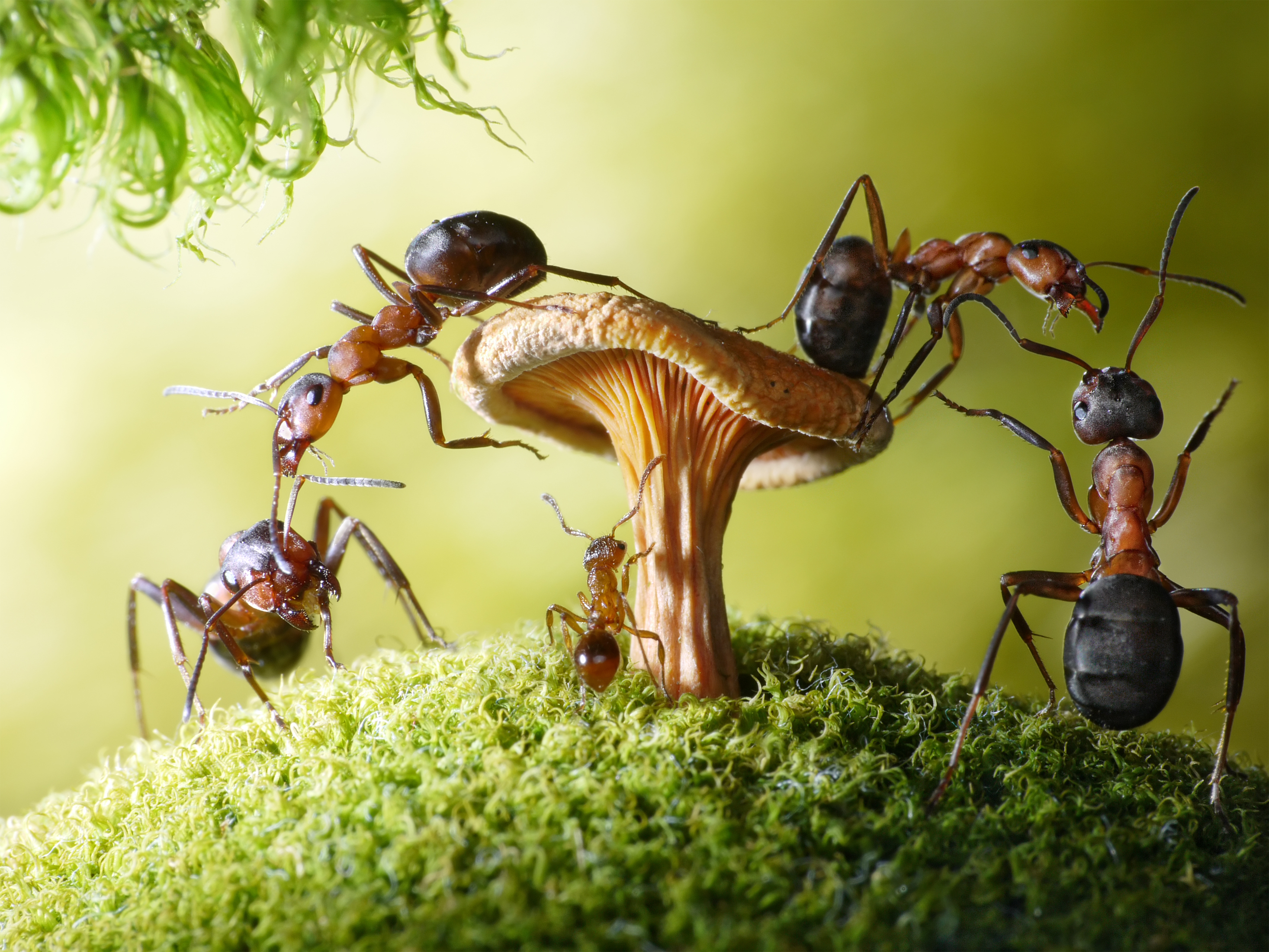 Download mobile wallpaper Macro, Insect, Animal, Mushroom, Moss, Ant for free.