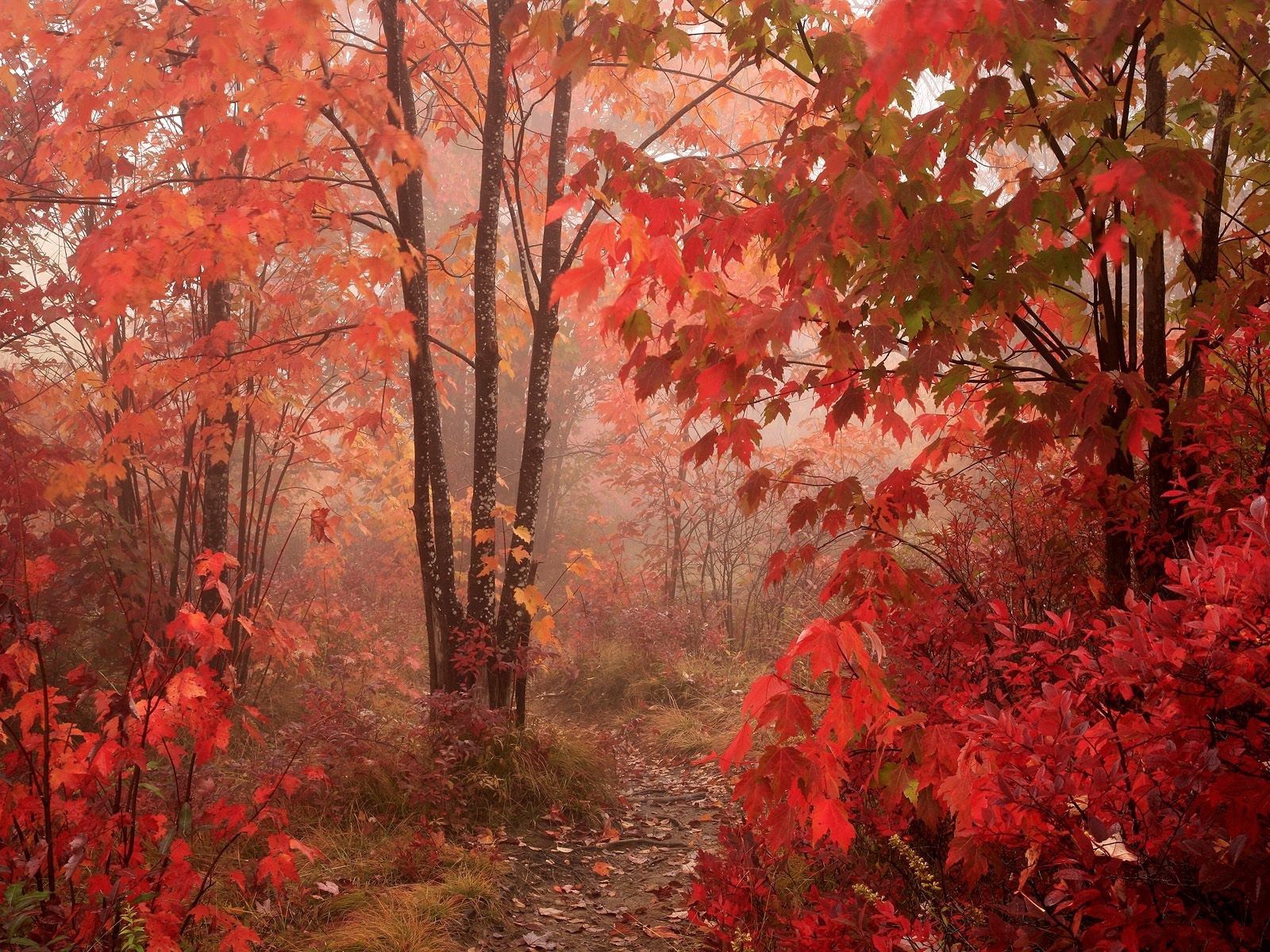 leaves, autumn, nature, park cellphone