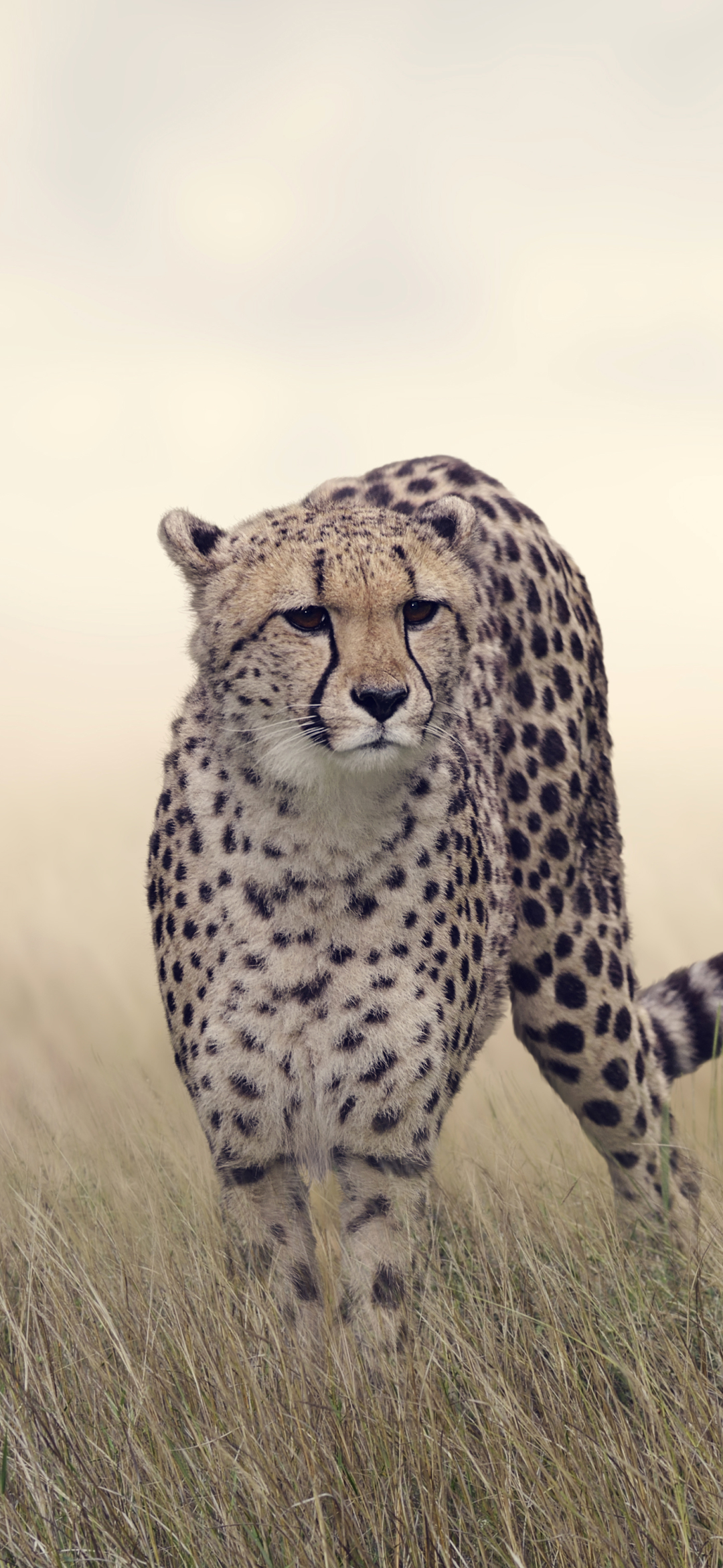 Download mobile wallpaper Cats, Cheetah, Animal for free.