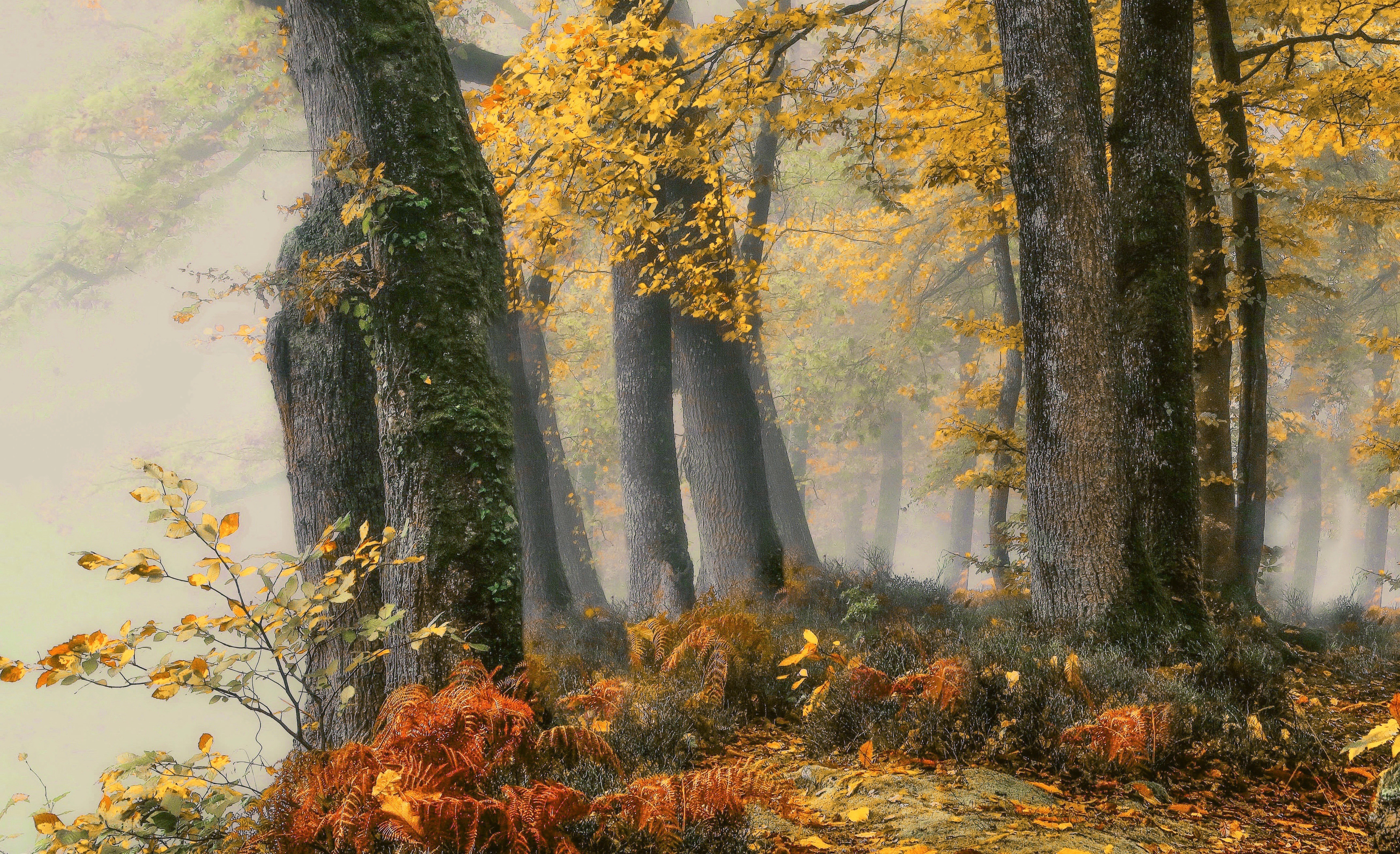 Laden Sie das Natur, Herbst, Wald, Erde/natur-Bild kostenlos auf Ihren PC-Desktop herunter