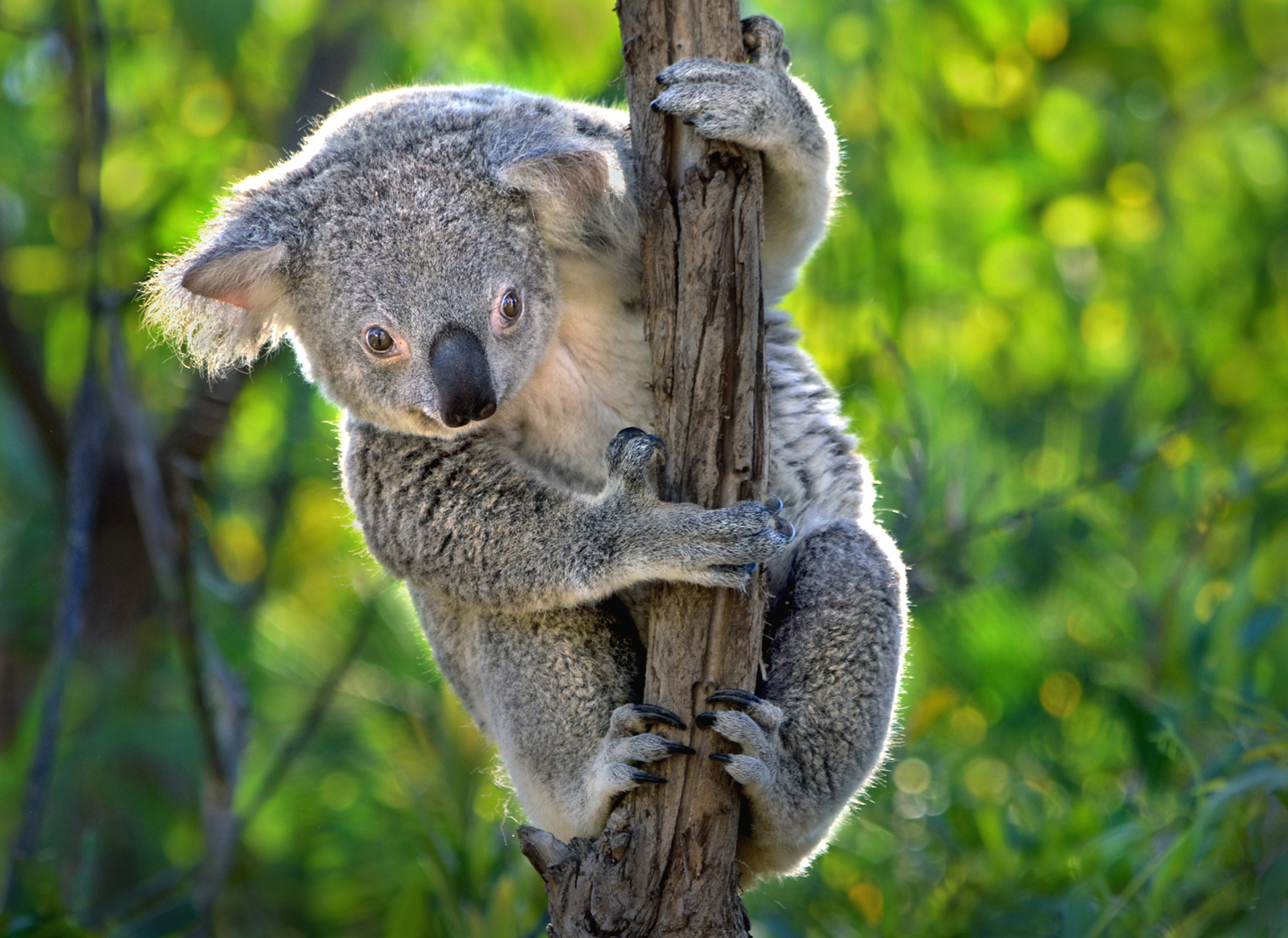 Handy-Wallpaper Tiere, Bokeh, Koala kostenlos herunterladen.