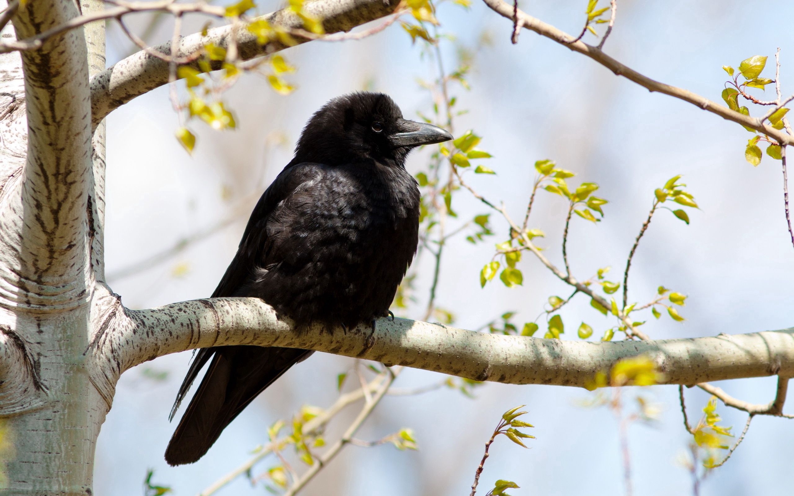 Download mobile wallpaper Animals, Wood, Tree, Branch, Bird, Crow for free.