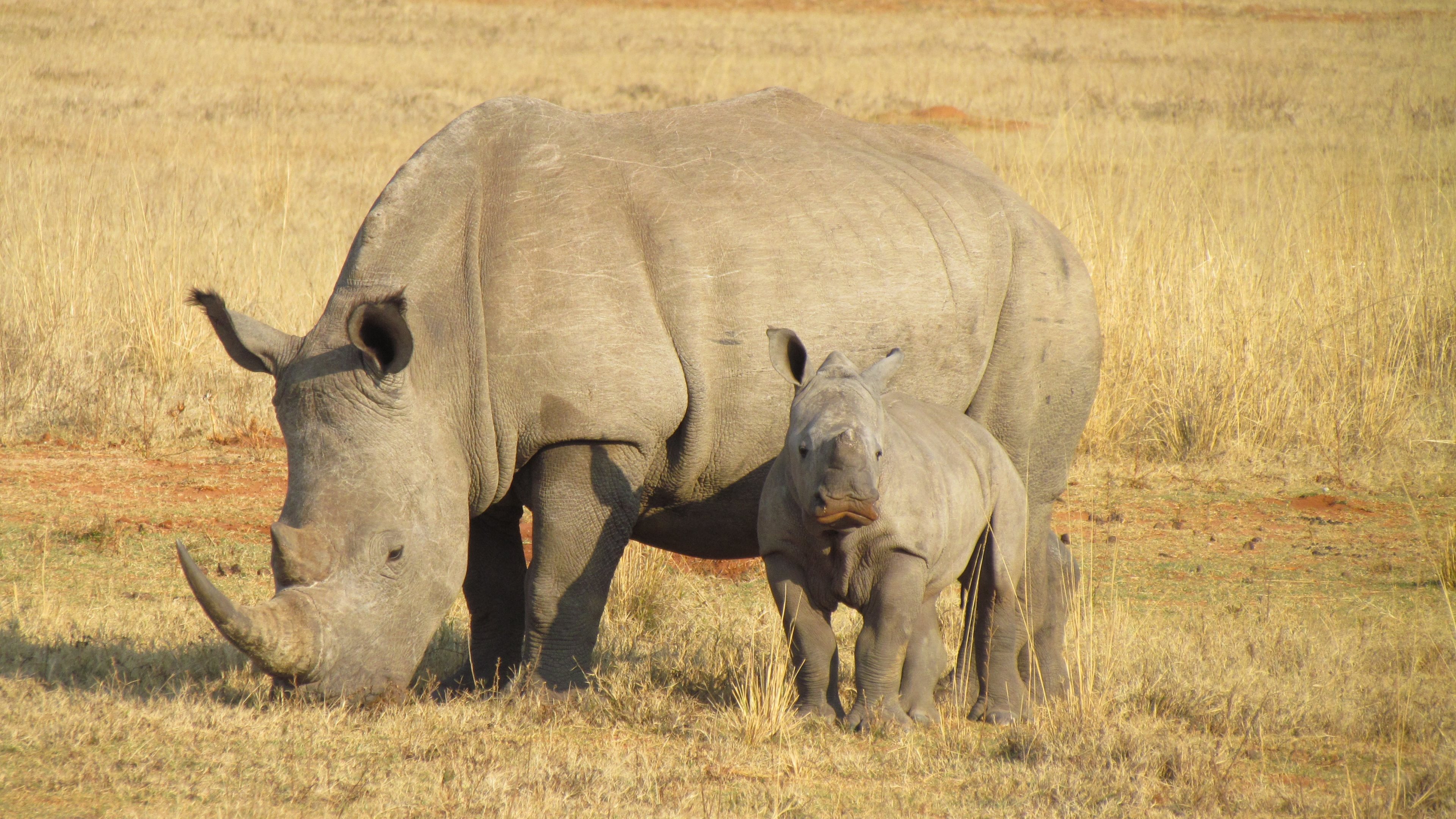 367945 descargar imagen animales, rinoceronte, áfrica, bebé: fondos de pantalla y protectores de pantalla gratis