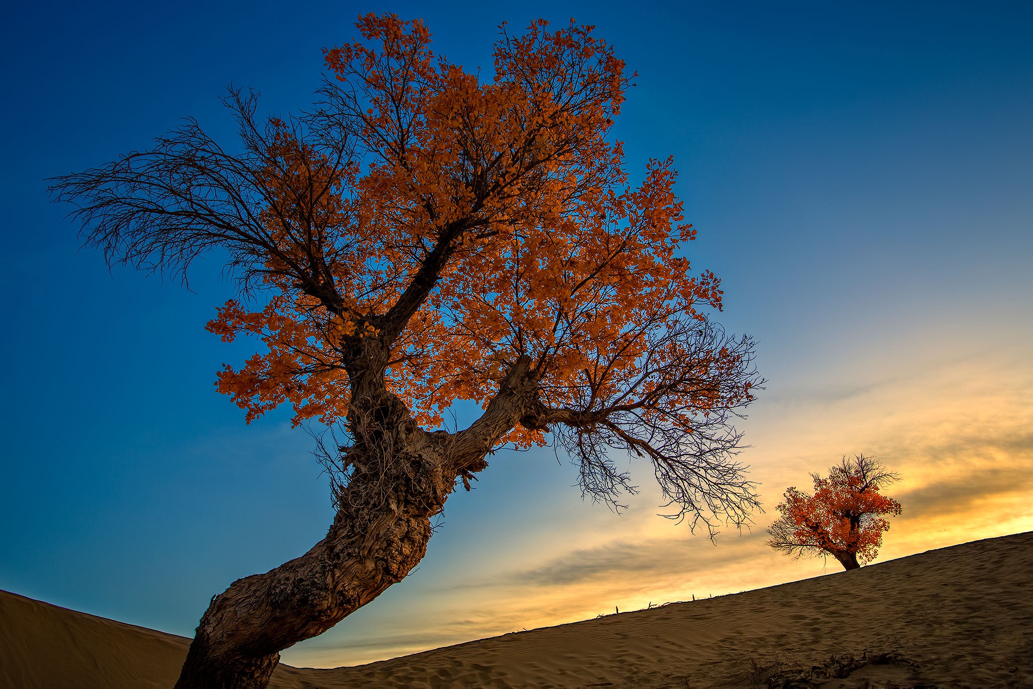 Free download wallpaper Trees, Tree, Fall, Earth on your PC desktop