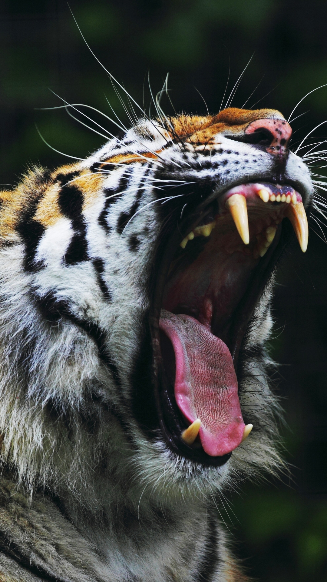 Téléchargez des papiers peints mobile Animaux, Chats, Tigre gratuitement.