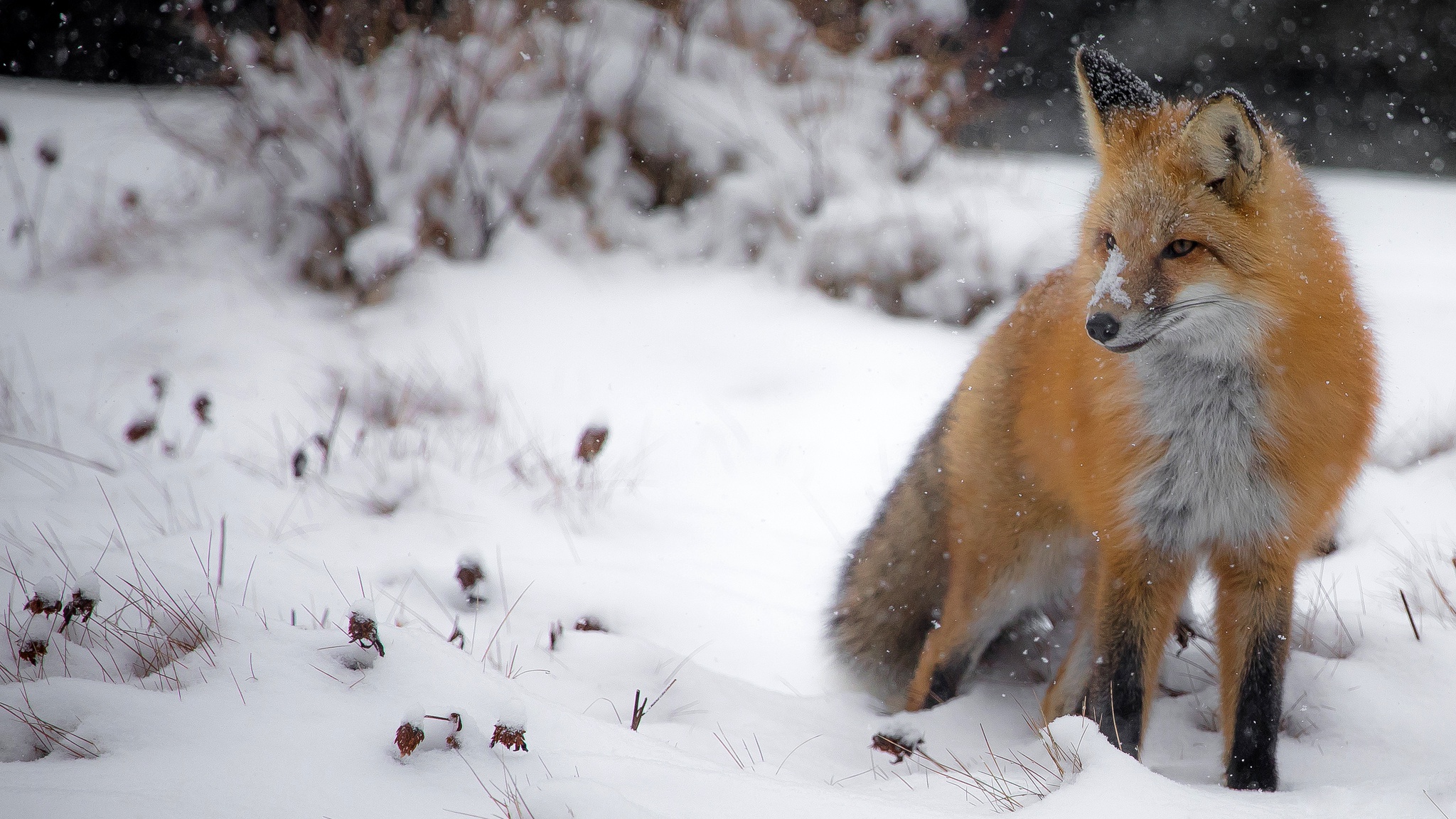 Download mobile wallpaper Winter, Snow, Fox, Animal for free.