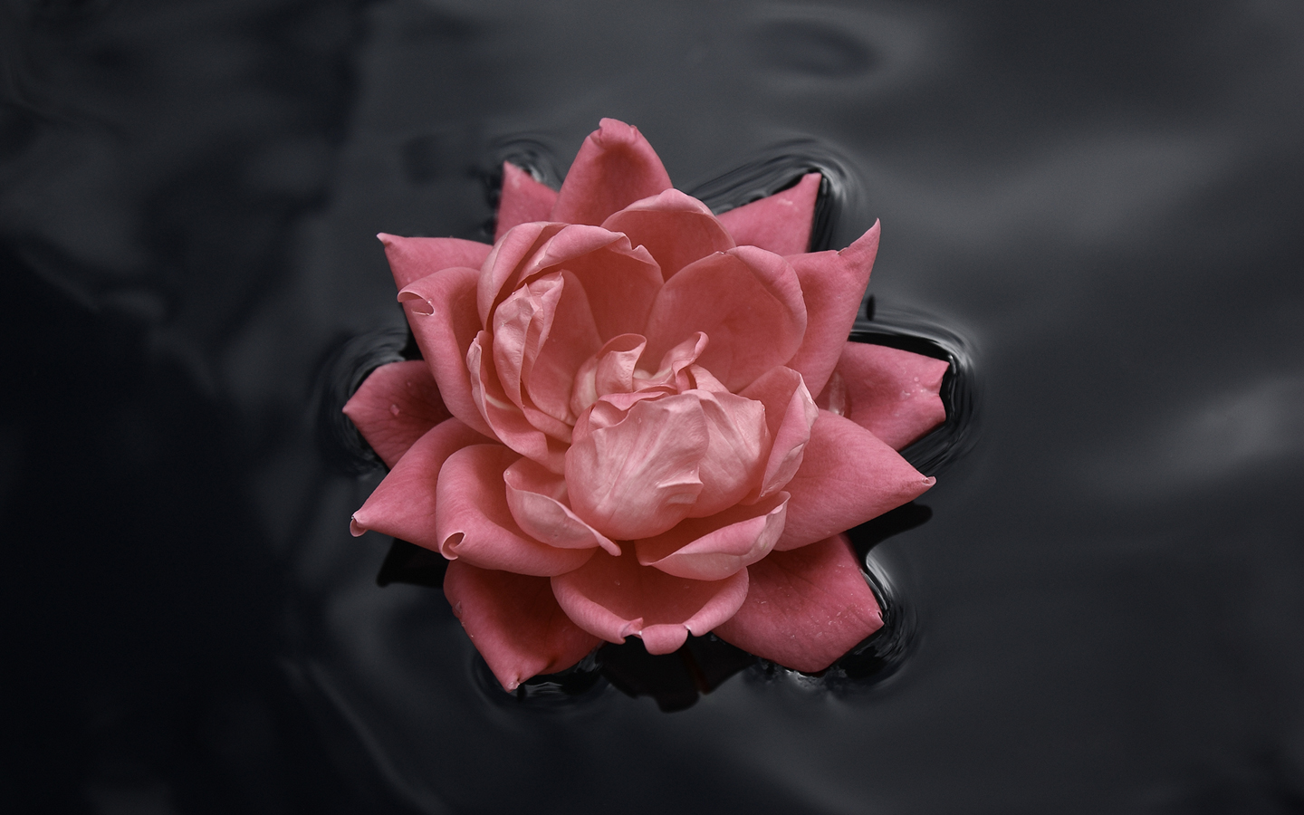 Download mobile wallpaper Flower, Rose, Earth for free.