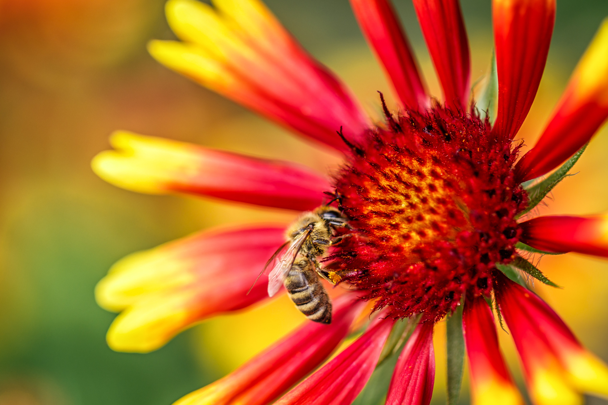 Handy-Wallpaper Tiere, Natur, Insekten, Blume, Makro, Insekt, Biene kostenlos herunterladen.