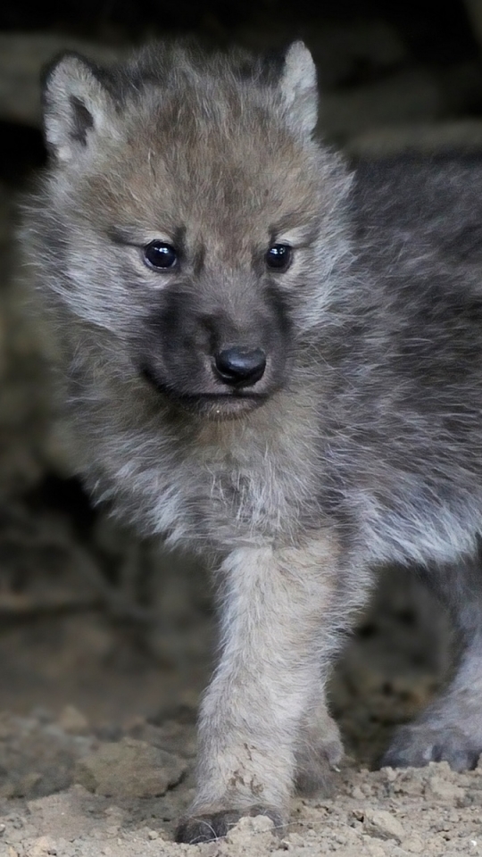 Descarga gratuita de fondo de pantalla para móvil de Animales, Lobo, Wolves.