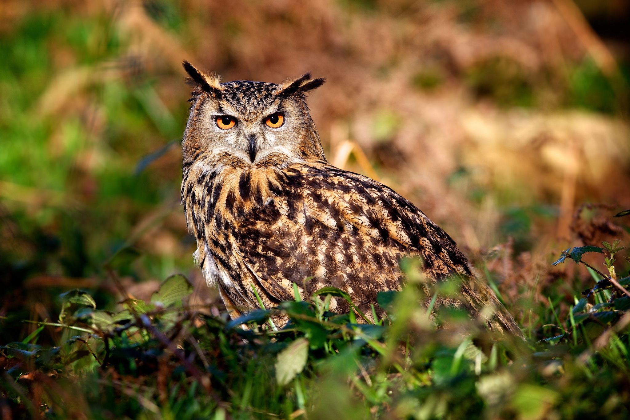 Free download wallpaper Animals, Predator, Hunt, Hunting, Bird, Owl on your PC desktop