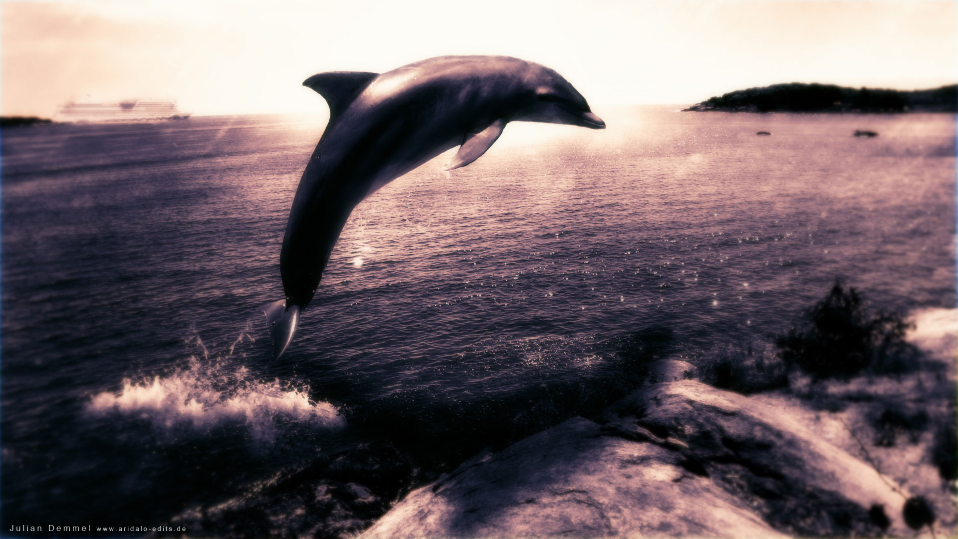 Handy-Wallpaper Tiere, Delfin kostenlos herunterladen.