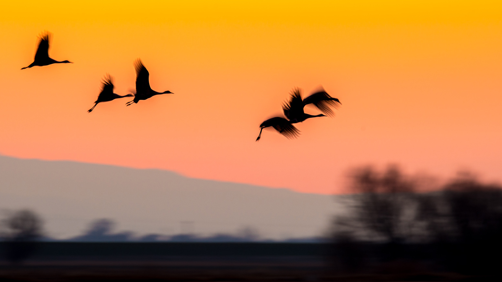 Laden Sie das Tiere, Vögel, Vogel-Bild kostenlos auf Ihren PC-Desktop herunter