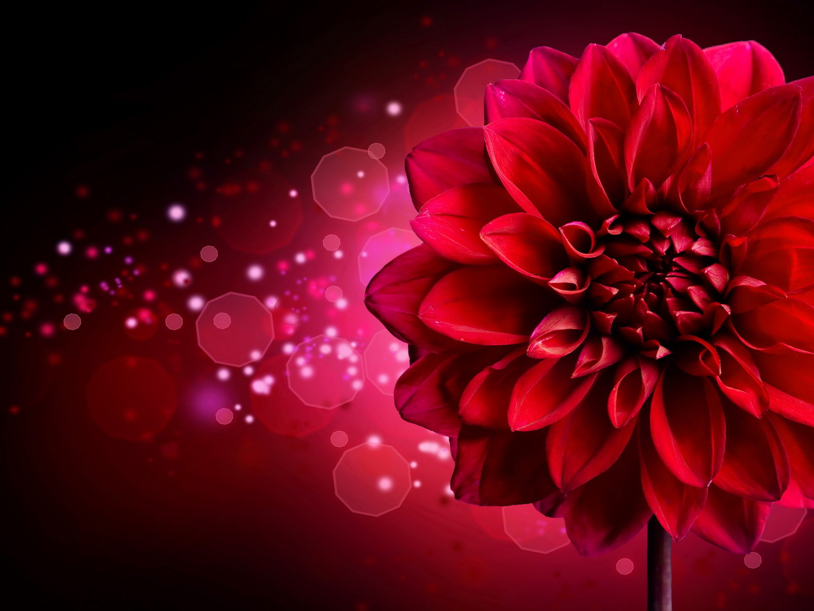 Download mobile wallpaper Flowers, Close Up, Earth, Dahlia, Red Flower, Sparkles for free.
