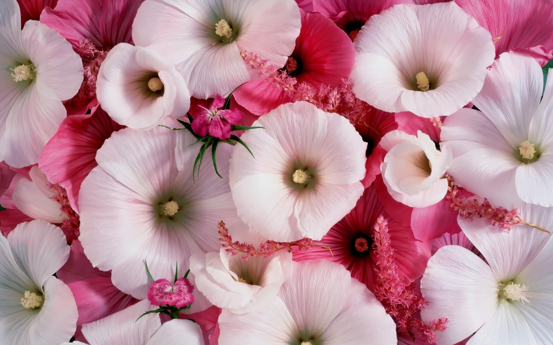 Скачать картинку Цветок, Белый Цветок, Земля/природа, Розовый Цветок, Флауэрсы, Мальвы в телефон бесплатно.