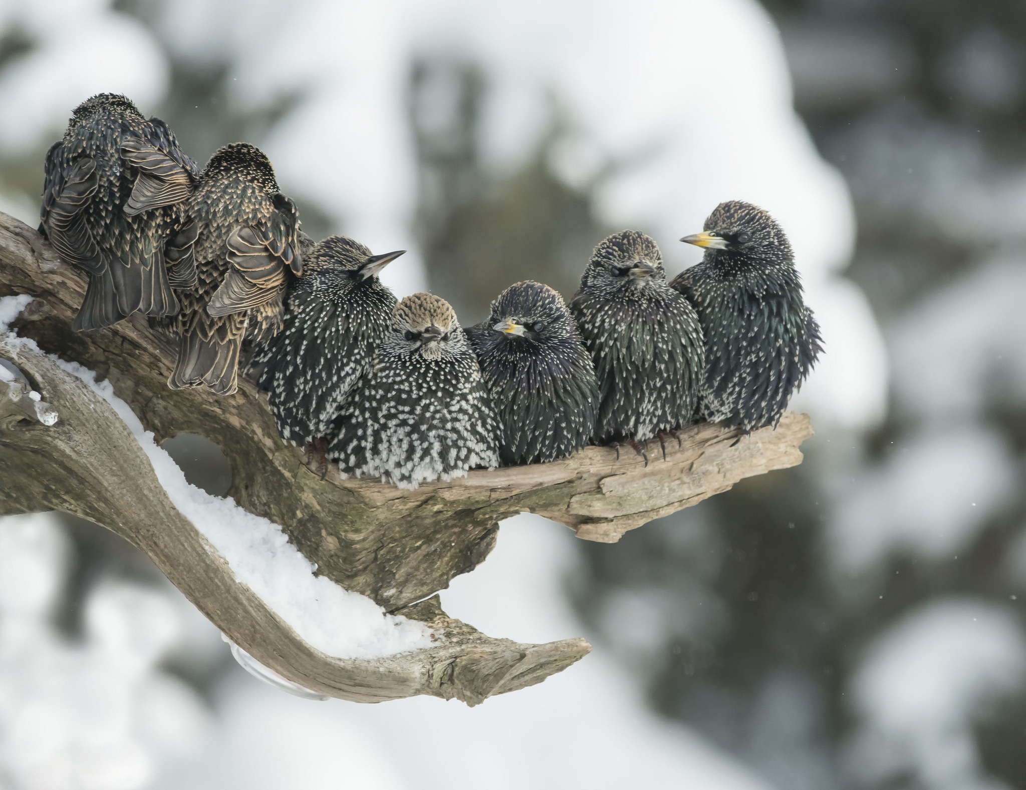 Download mobile wallpaper Winter, Birds, Bird, Blur, Branch, Animal for free.