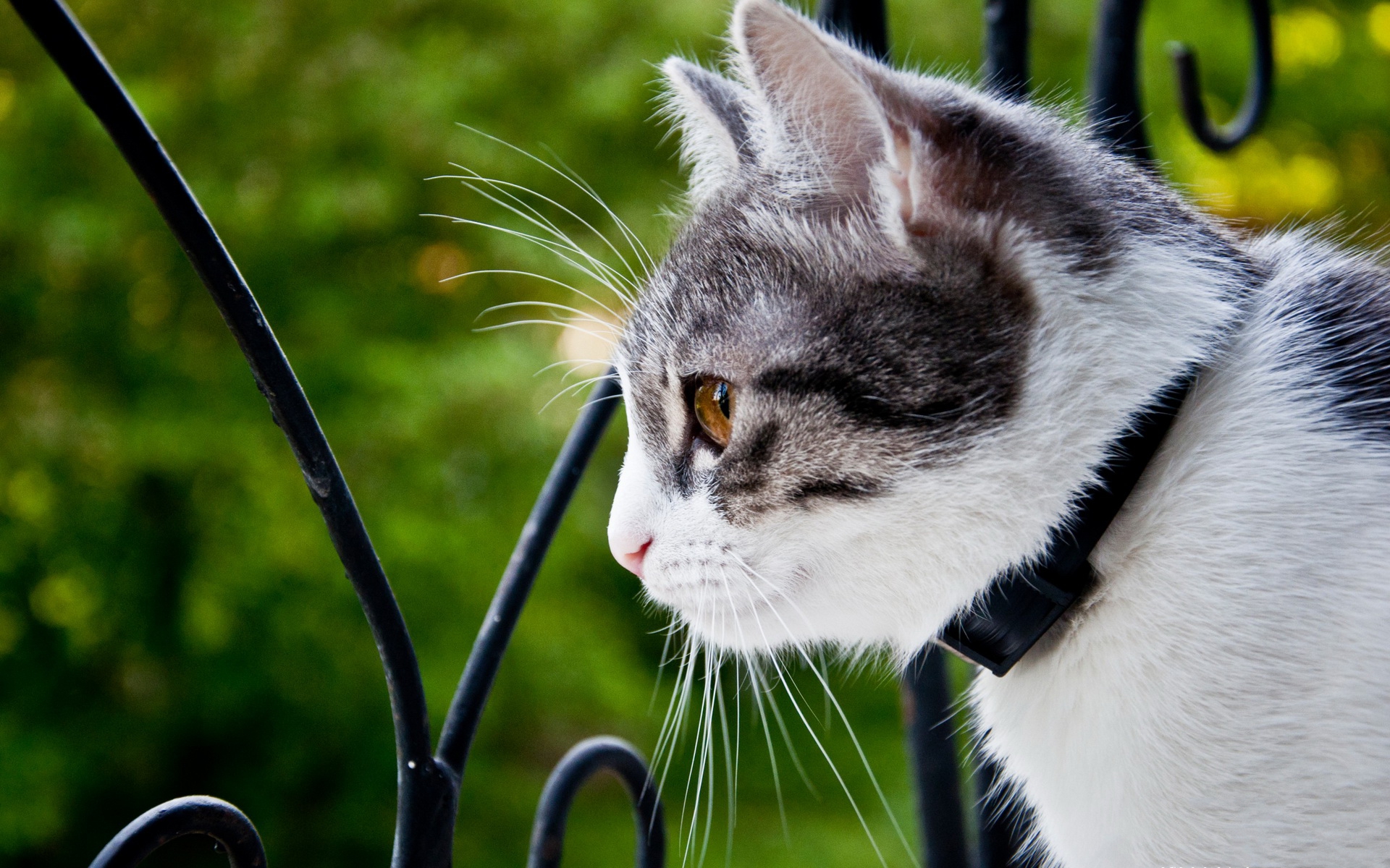 Handy-Wallpaper Tiere, Katzen, Katze kostenlos herunterladen.