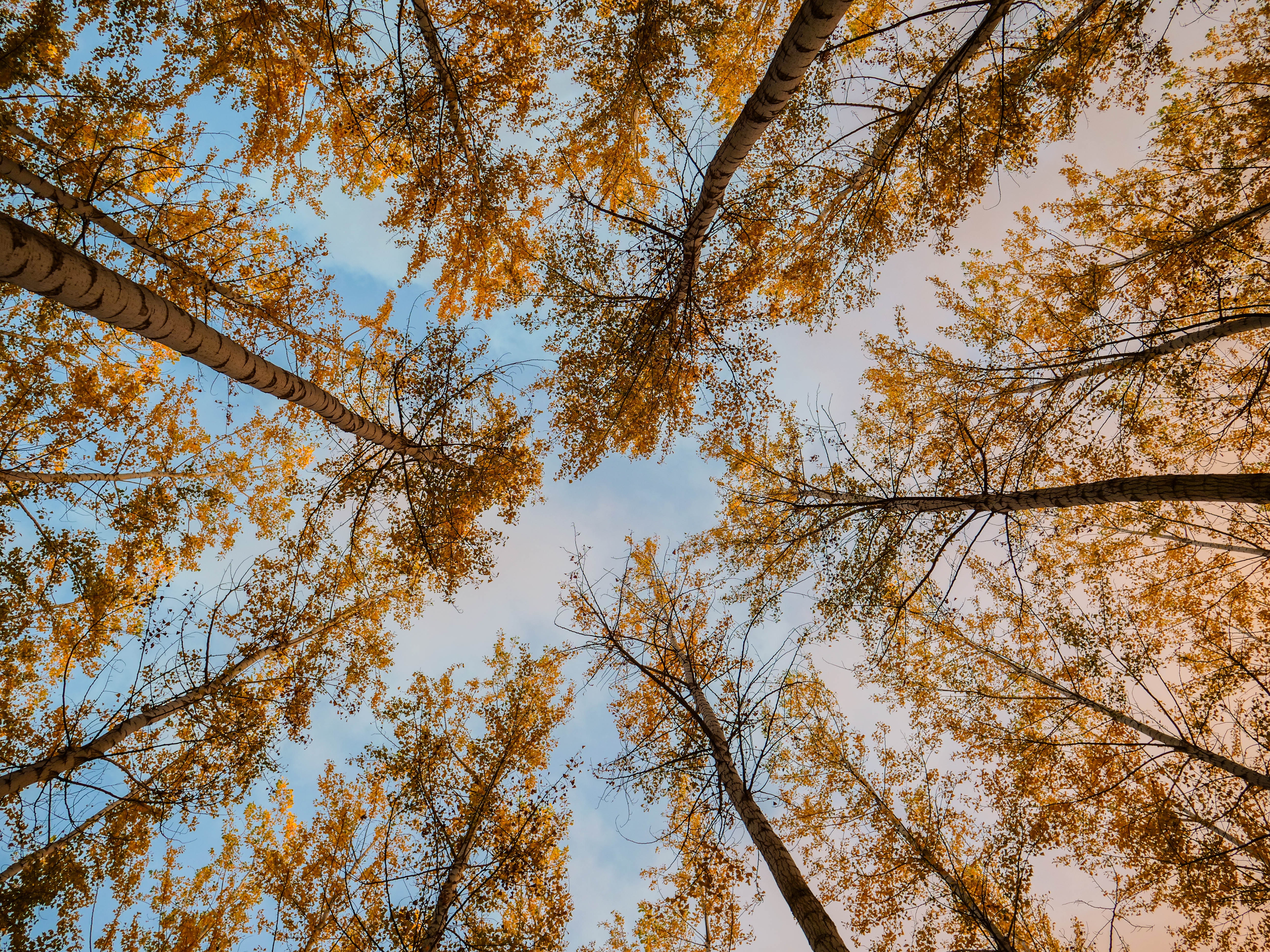 Скачать картинку Деревья, Вид Снизу, Природа, Осень в телефон бесплатно.