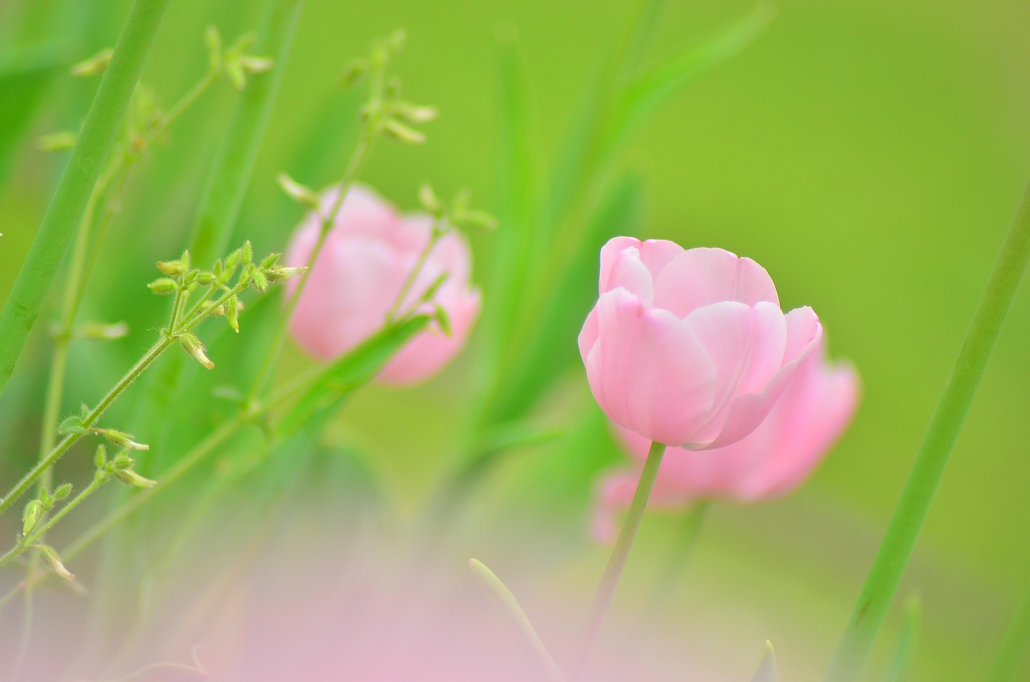 Handy-Wallpaper Tulpe, Pinke Blume, Blumen, Blume, Erde/natur kostenlos herunterladen.