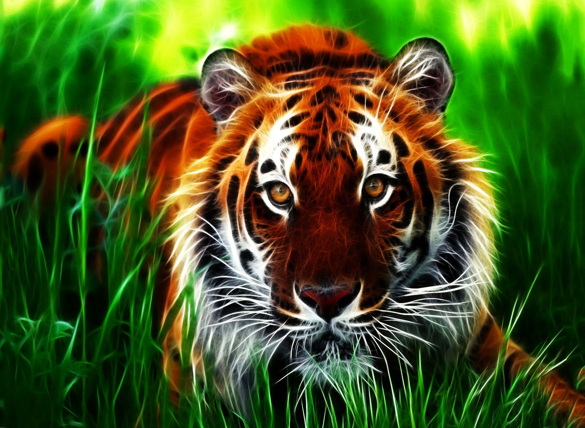 tiger, cats, animal