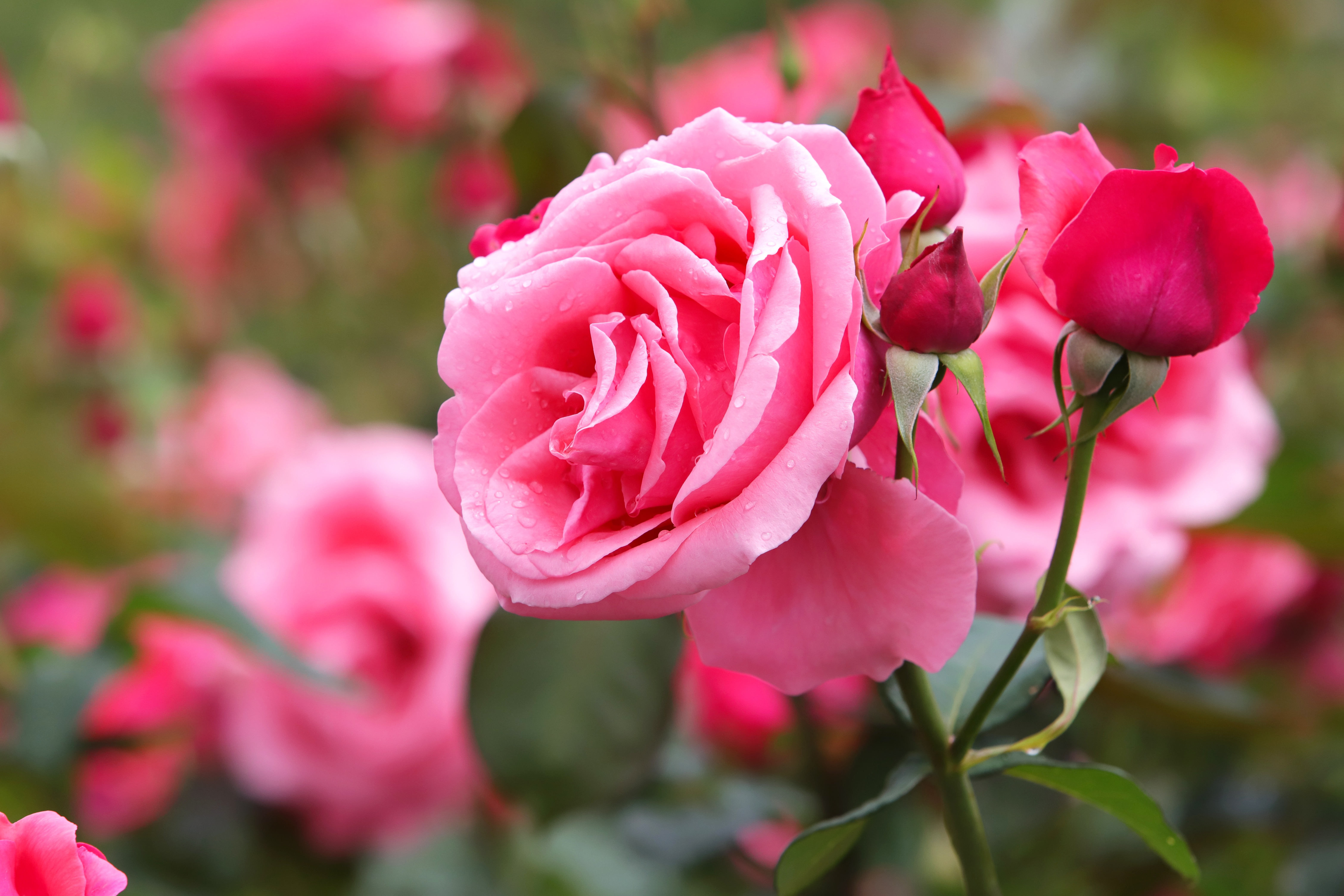 Скачать обои бесплатно Роза, Земля/природа, Розовый Цветок, Розовая Роза, Флауэрсы картинка на рабочий стол ПК