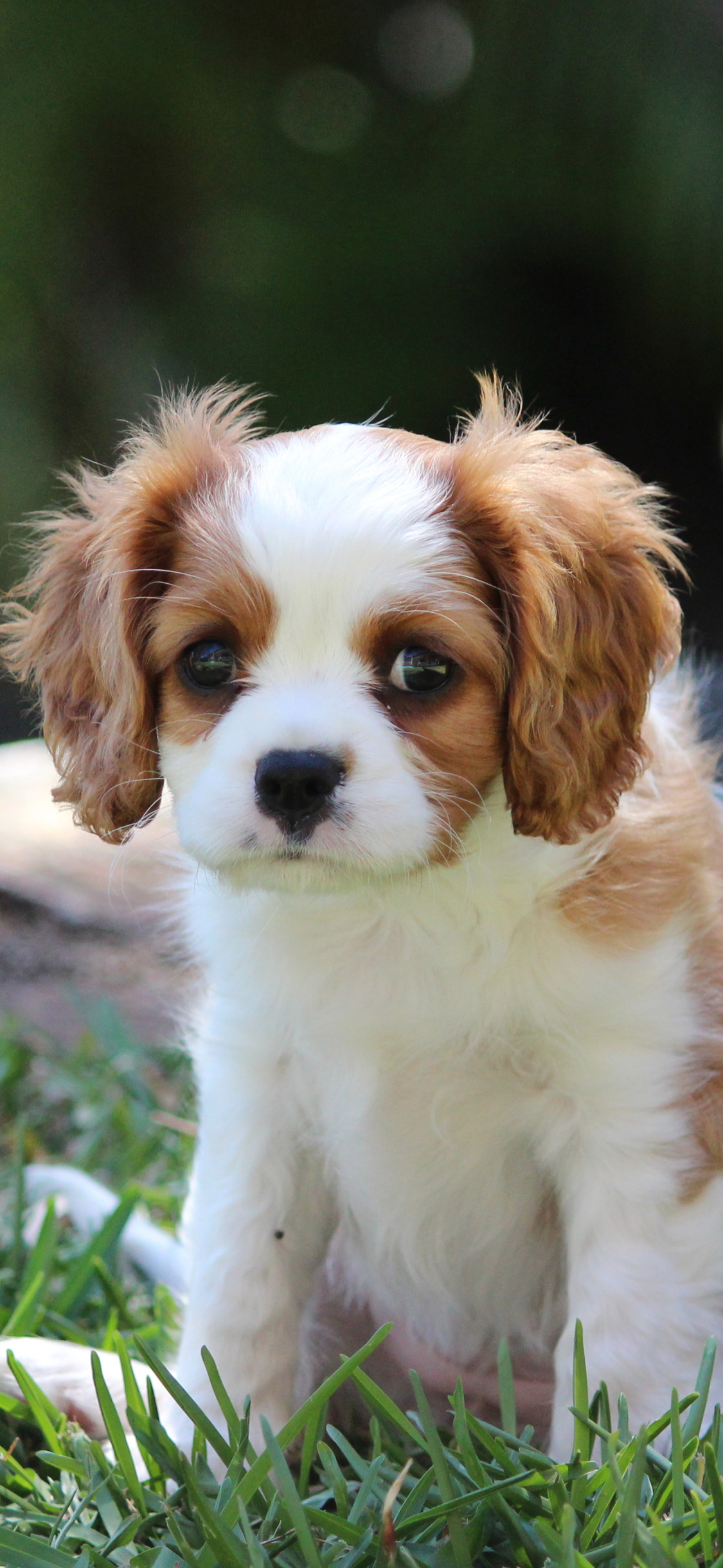Download mobile wallpaper Dogs, Spaniel, Animal, Puppy, King Charles Spaniel, Cavalier King Charles Spaniel for free.