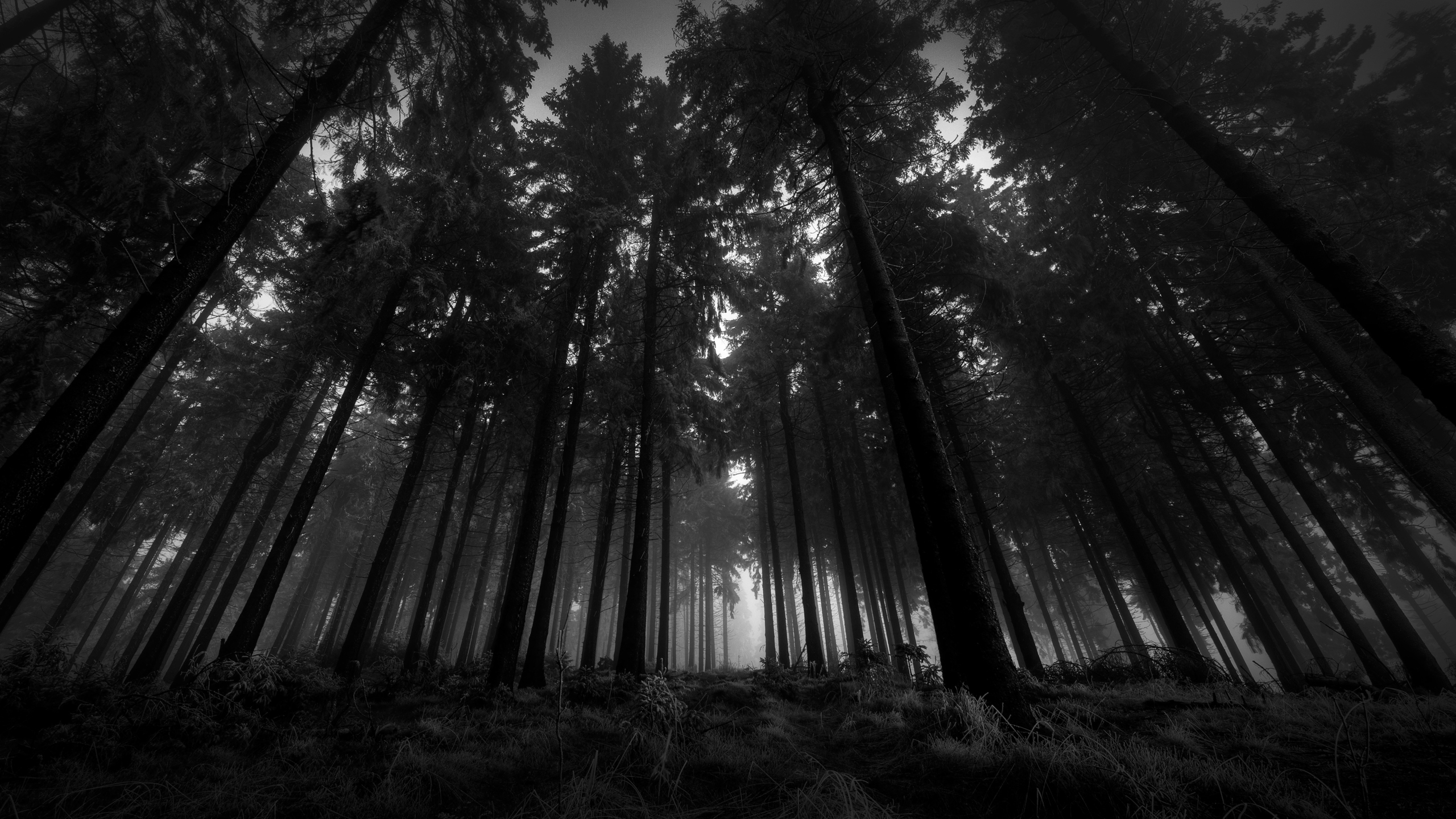 Download mobile wallpaper Wood, Forest, Earth for free.