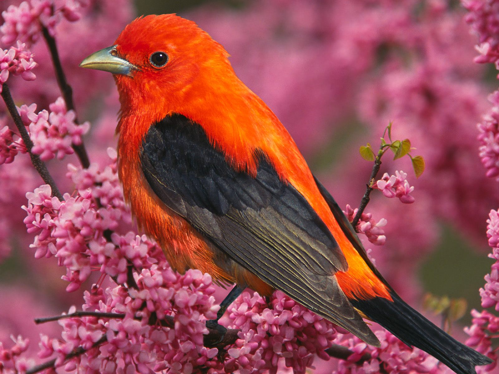 381855 скачать картинку птицы, животные, танагер, оранжевый цвет), скарлет танагр - обои и заставки бесплатно
