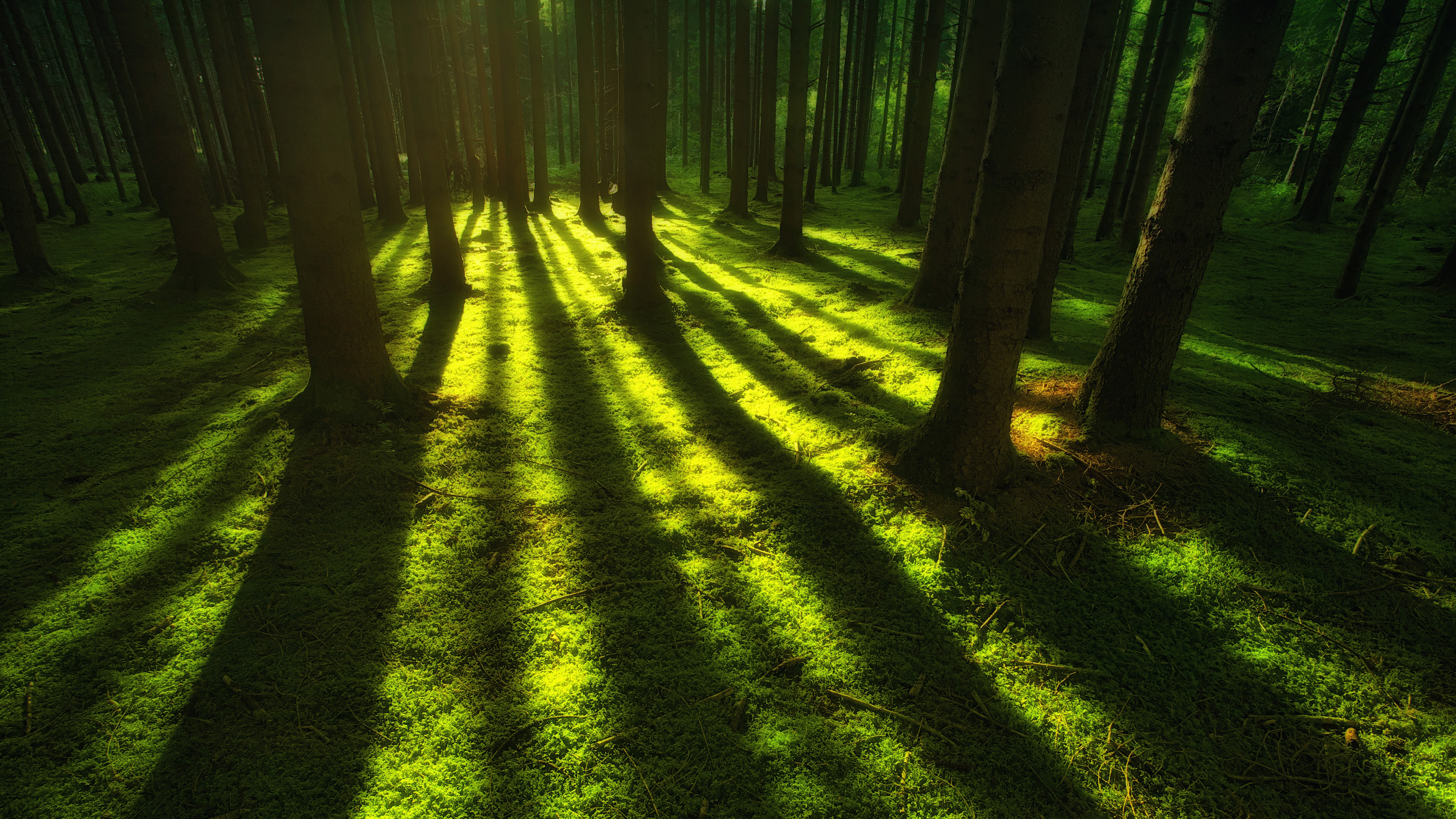 Descarga gratis la imagen Bosque, Tierra/naturaleza en el escritorio de tu PC