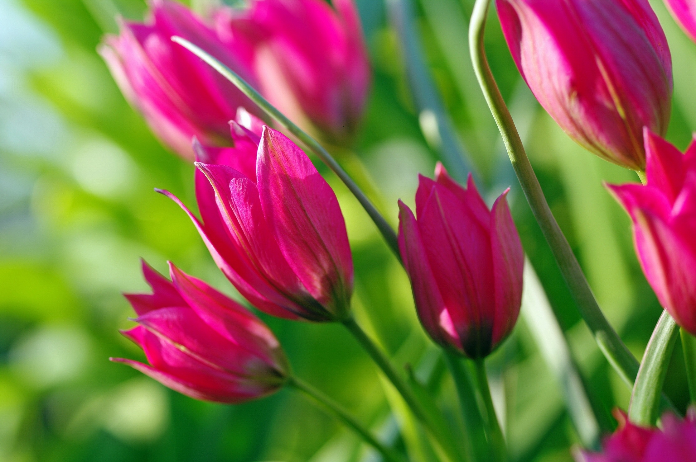 Download mobile wallpaper Nature, Flowers, Flower, Close Up, Earth, Tulip, Pink Flower for free.