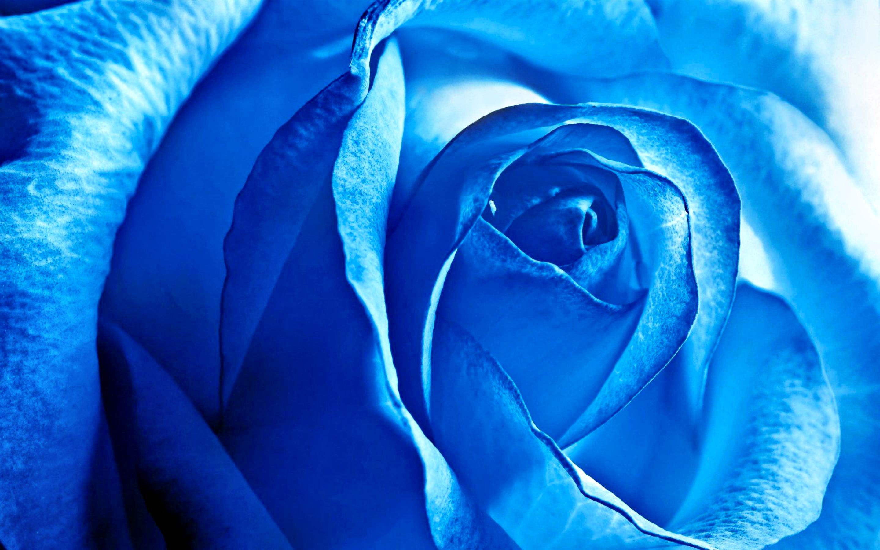 275583壁紙のダウンロード青い, フラワーズ, 地球, 薔薇, 花, 自然-スクリーンセーバーと写真を無料で