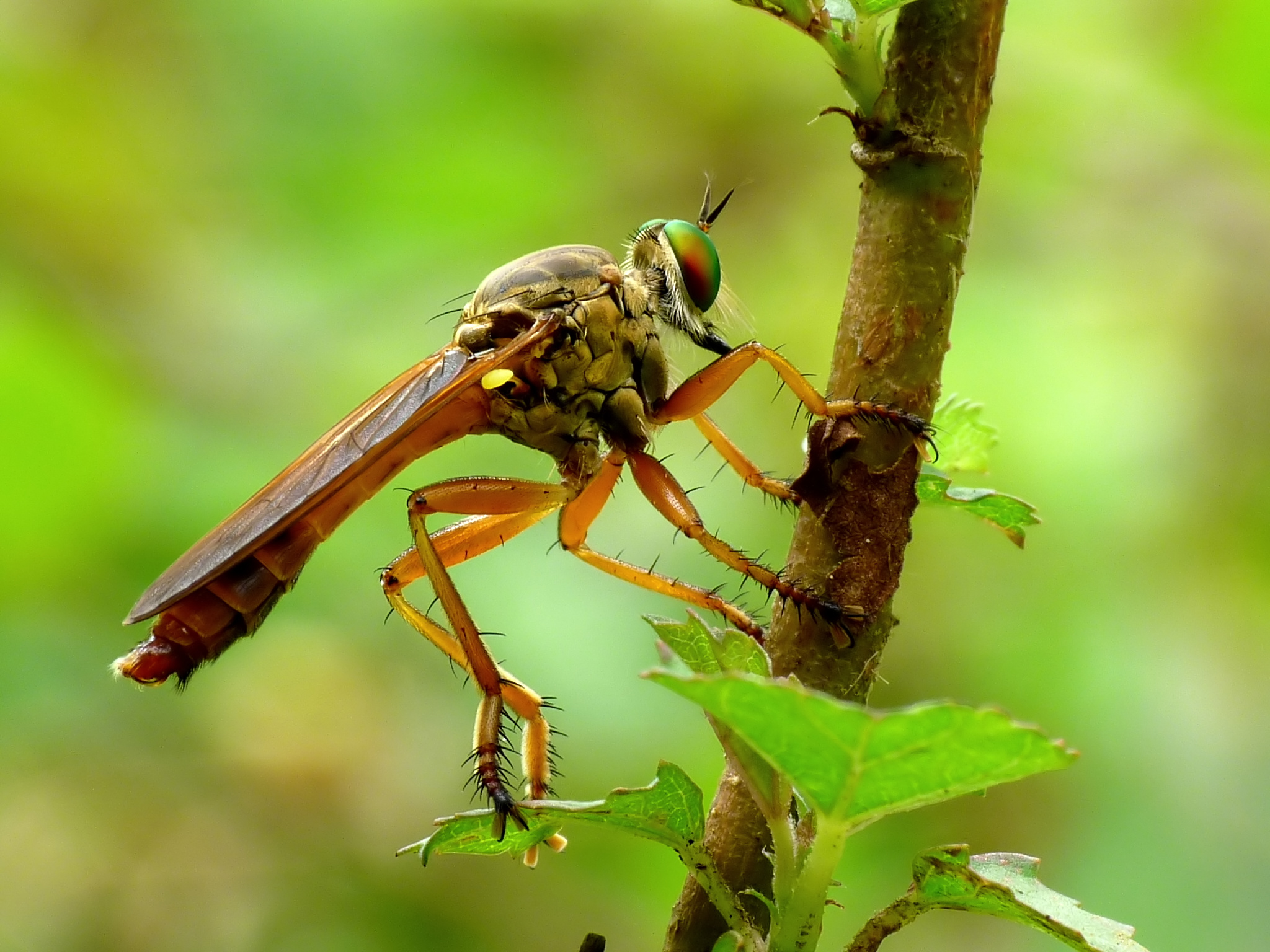 animal, fly, robber fly