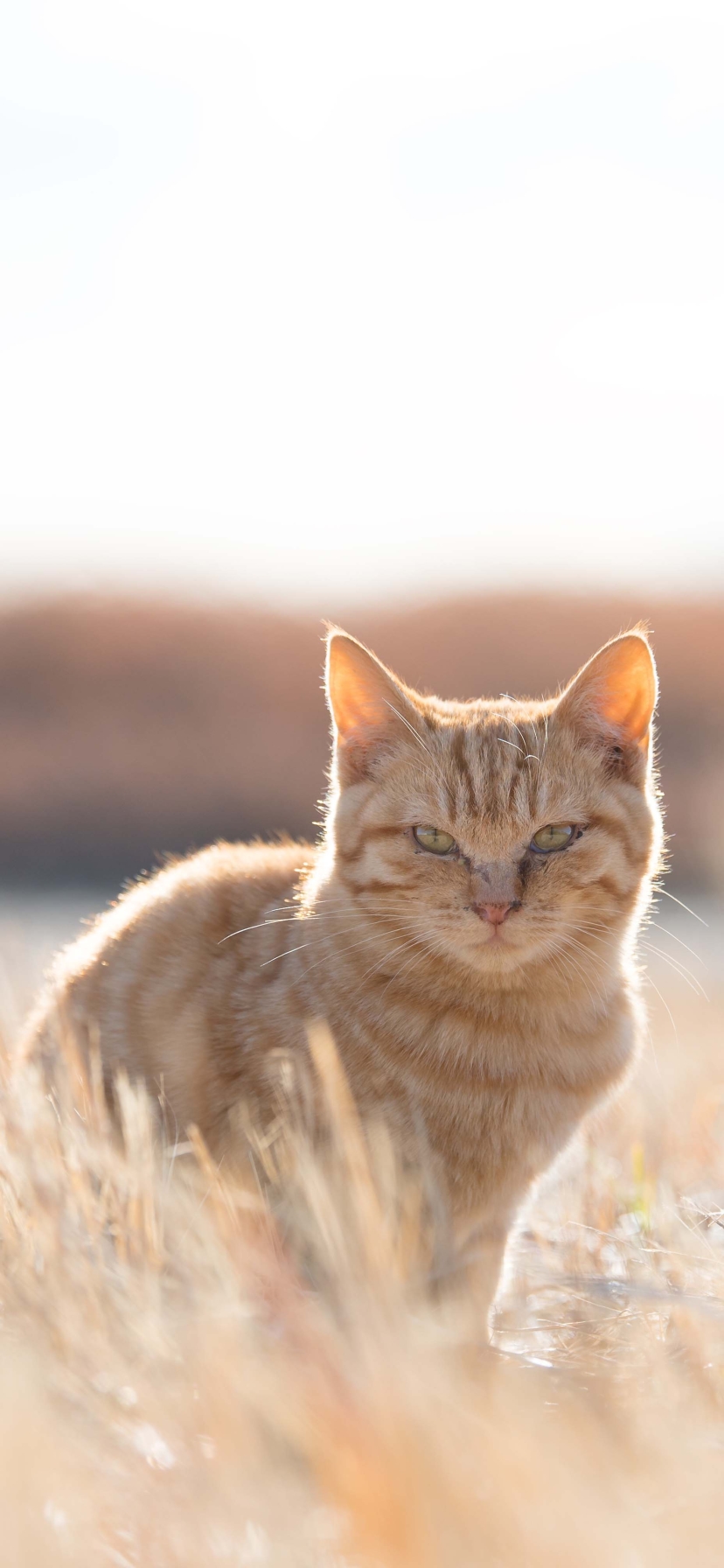 Descarga gratuita de fondo de pantalla para móvil de Animales, Gatos, Gato, Mirar Fijamente, Profundidad De Campo.