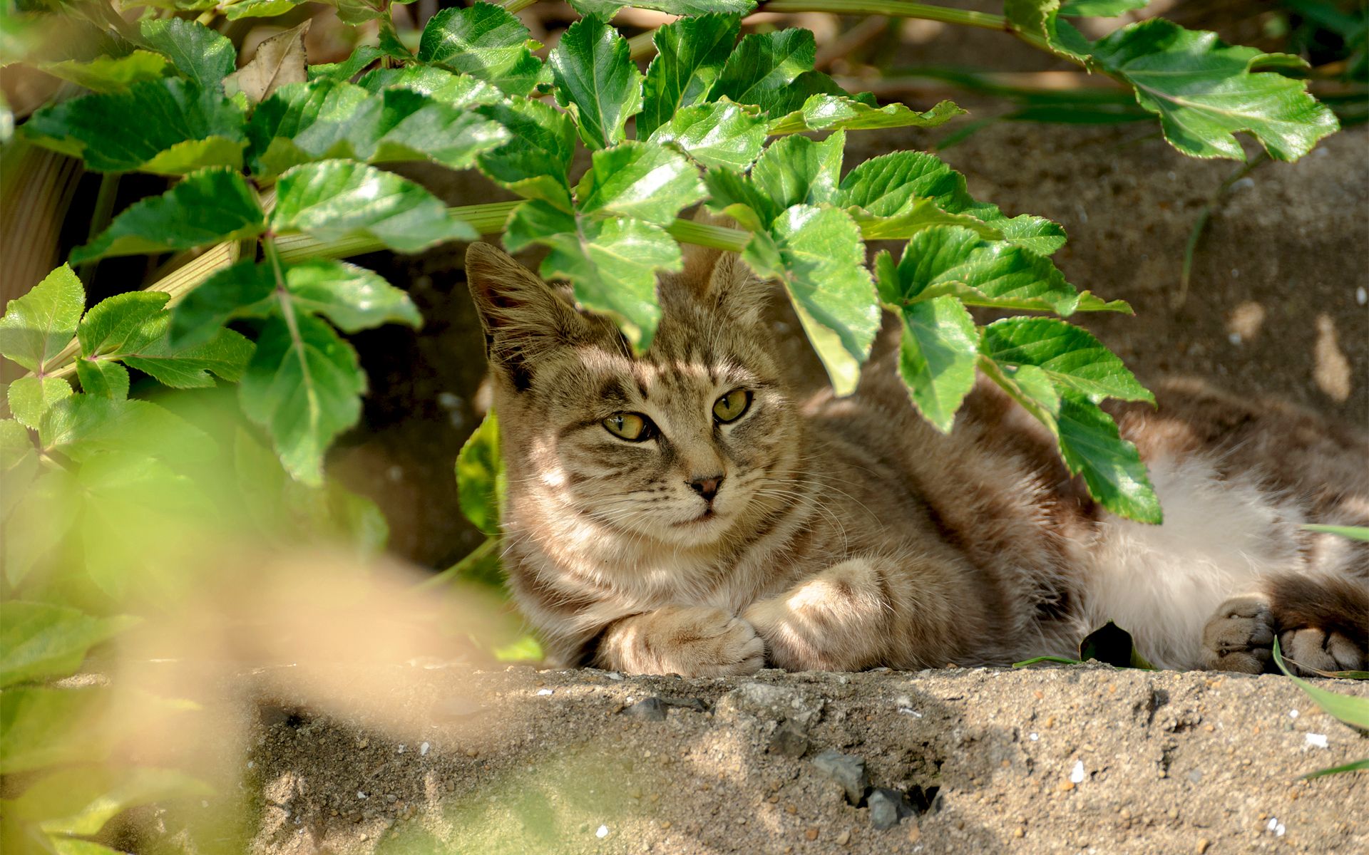 Descarga gratuita de fondo de pantalla para móvil de Animales, Gato.