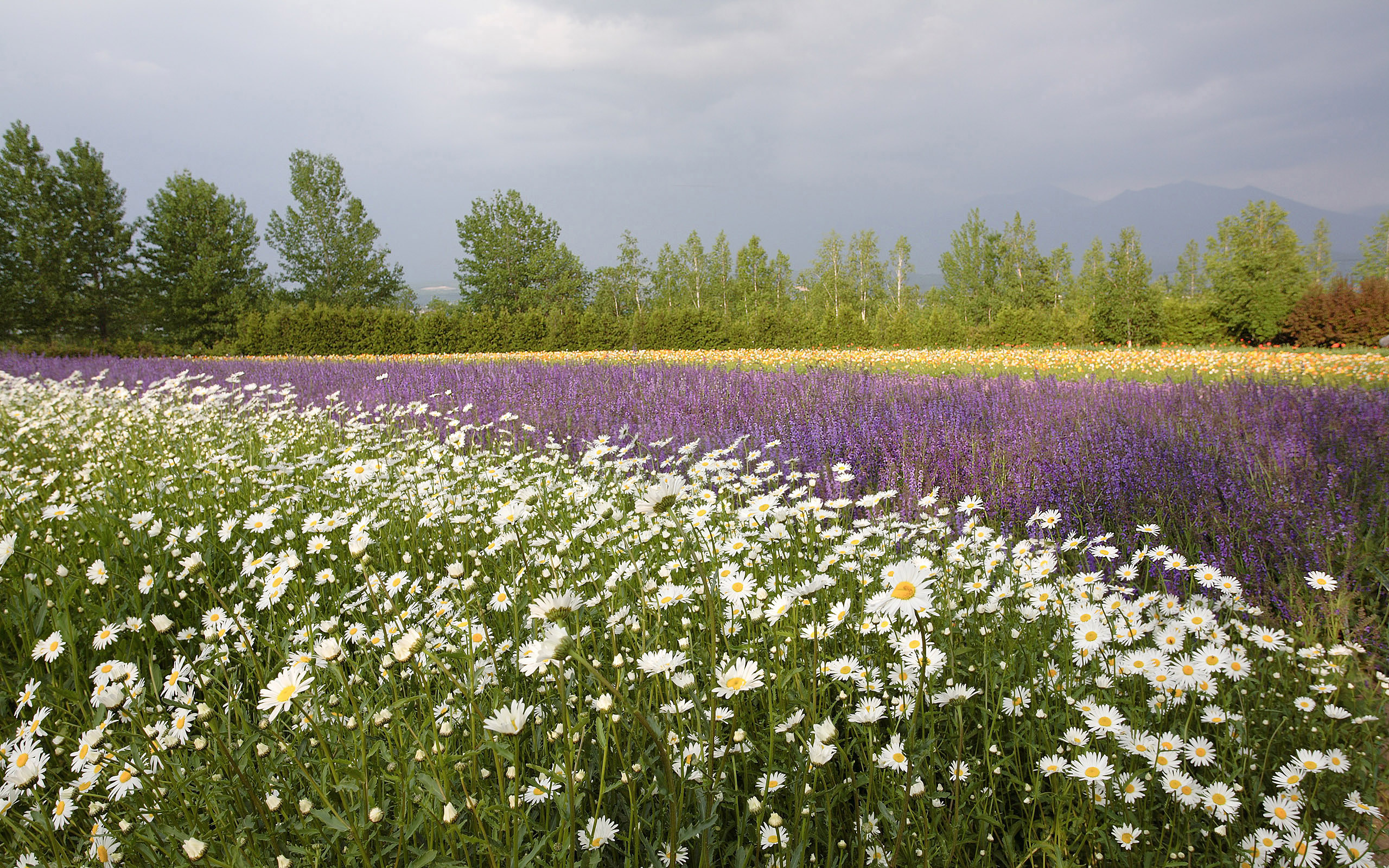 Handy-Wallpaper Blumen, Feld, Nebel, Blume, Gebirge, Erde/natur, Himmel kostenlos herunterladen.