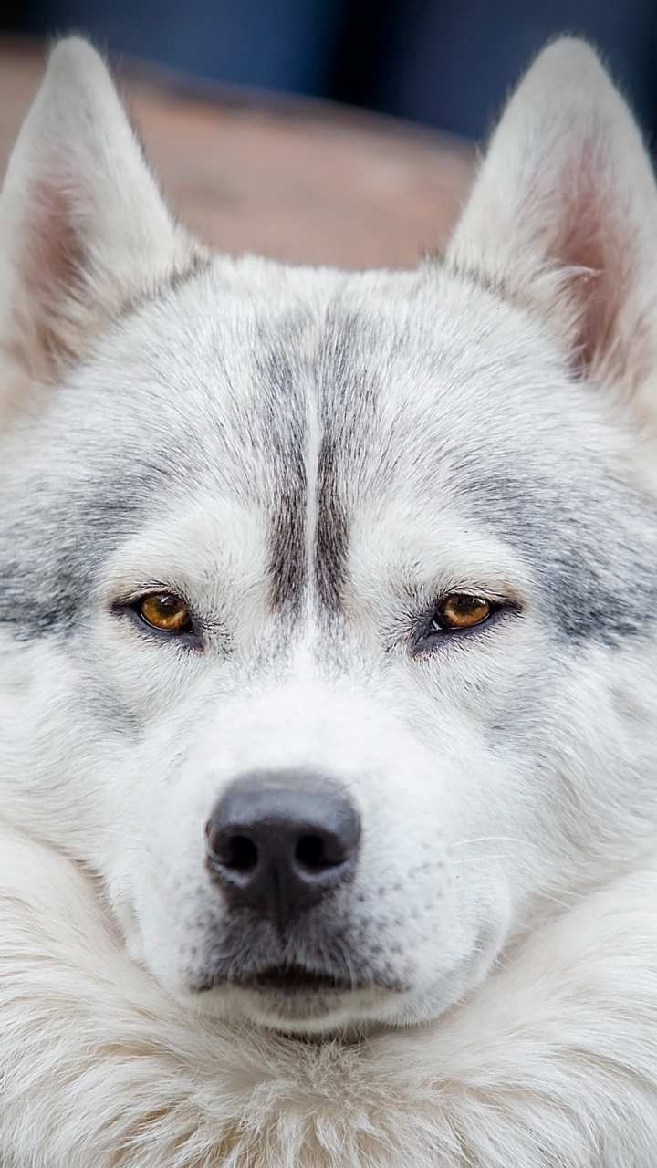 Descarga gratuita de fondo de pantalla para móvil de Animales, Perros, Perro, Fornido, Husky Siberiano, Perro Esquimal.