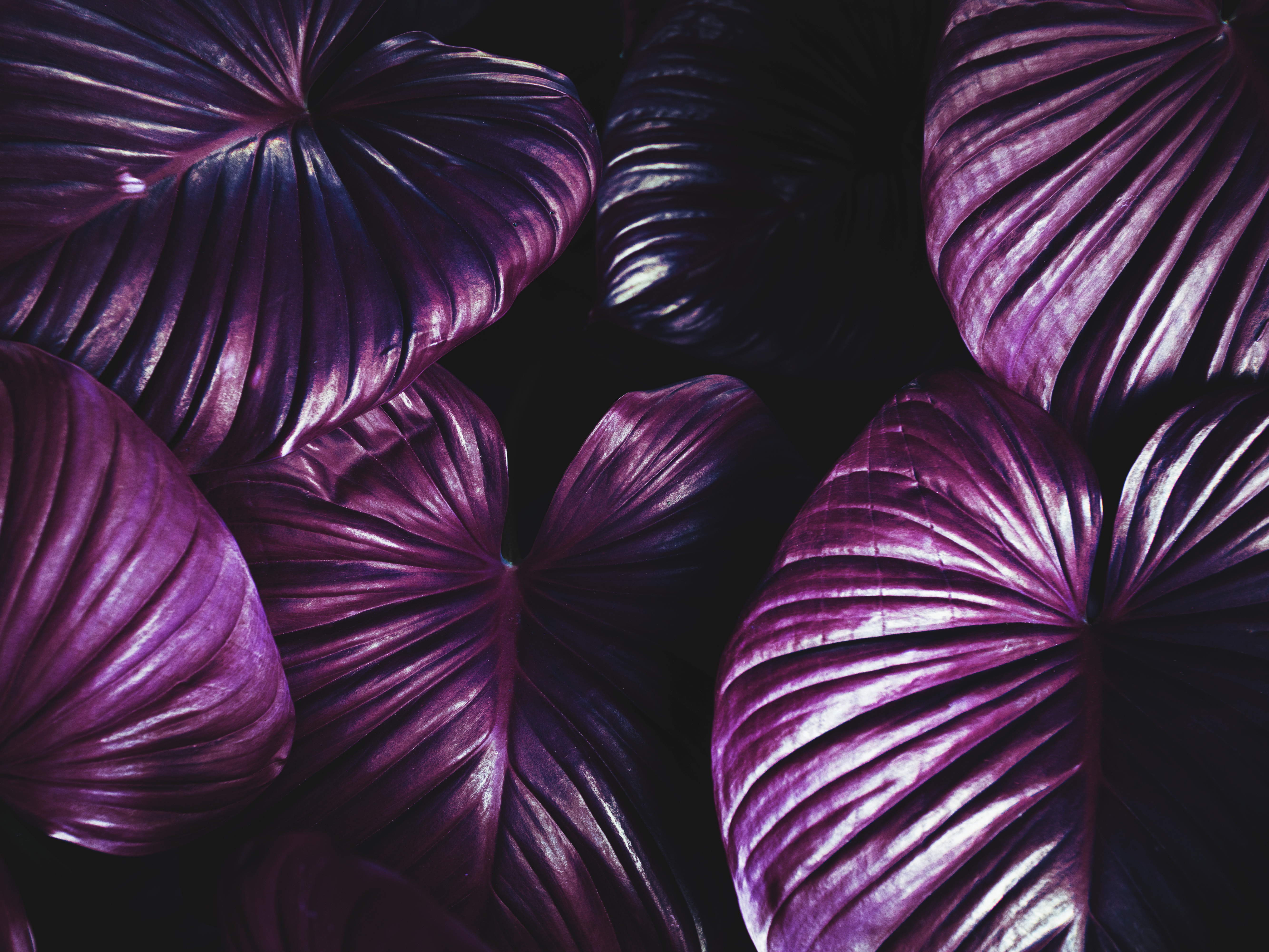 Free download wallpaper Plant, Leaves, Violet, Dark, Purple on your PC desktop