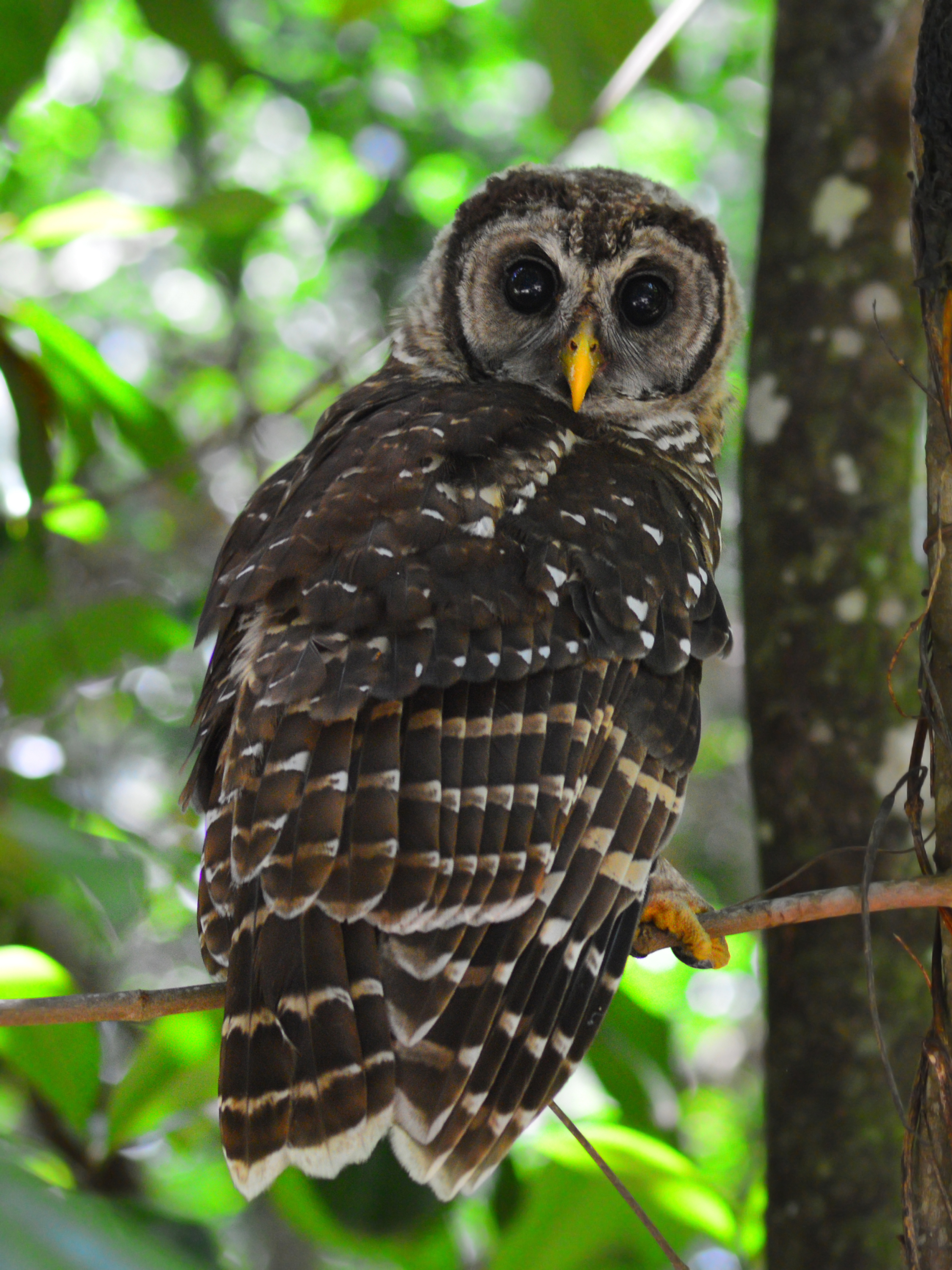 Téléchargez des papiers peints mobile Animaux, Oiseau, Hibou, Des Oiseaux gratuitement.