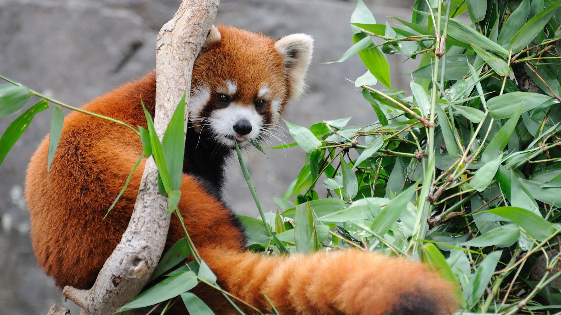 894881 télécharger le fond d'écran panda roux, animaux - économiseurs d'écran et images gratuitement