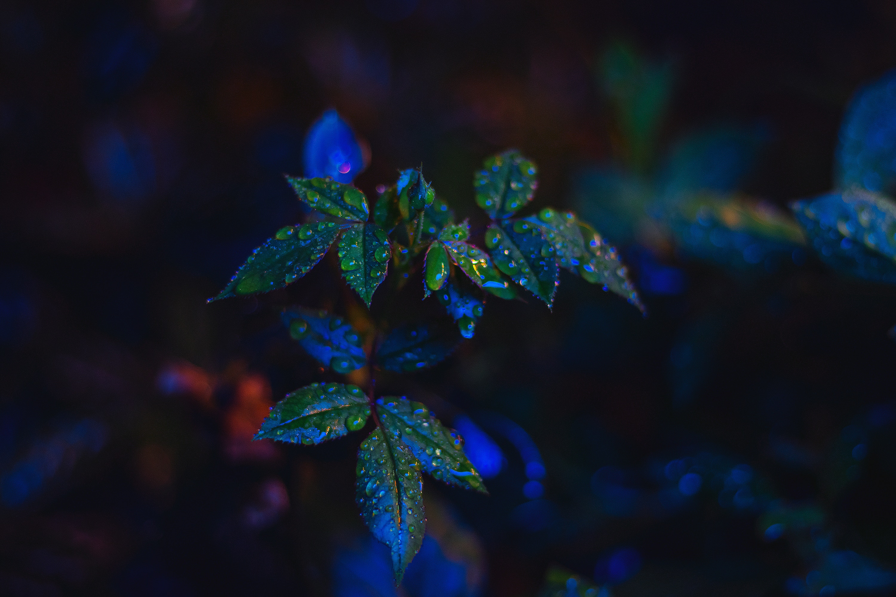 macro, close up, bush, leaves, drops HD wallpaper